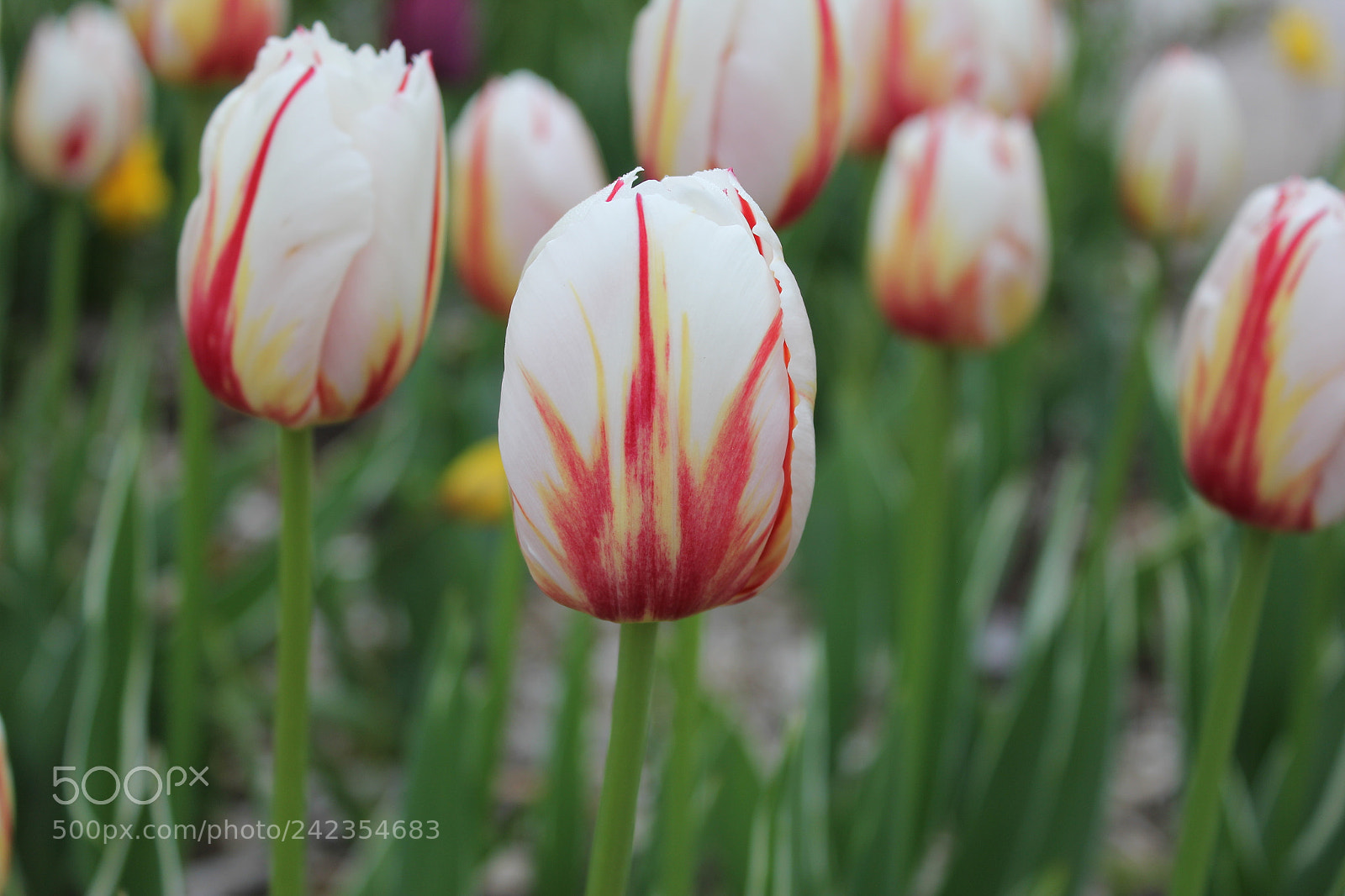 Canon EF-S 18-55mm F3.5-5.6 IS sample photo. Tulips edward's gardens, toronto photography