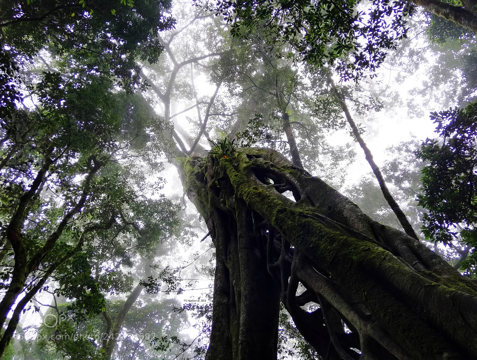 HUAWEI Honor 7 sample photo. Ficus tree in the photography