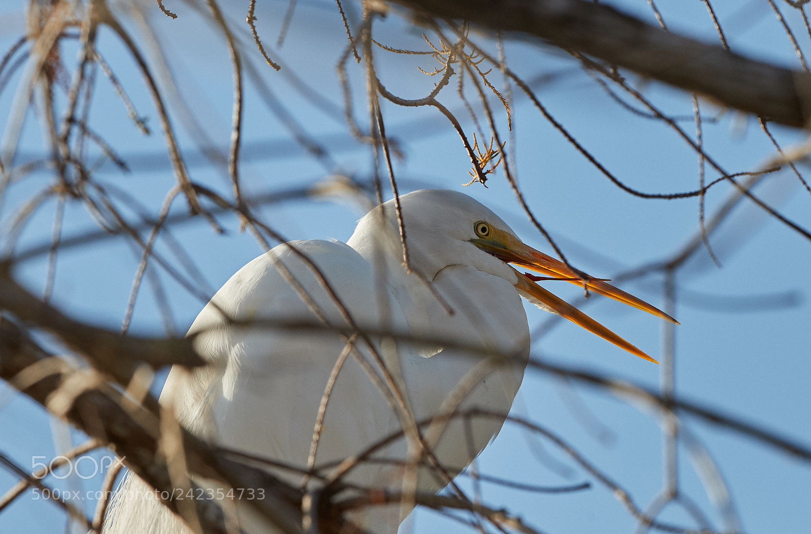 Canon EOS-1D X Mark II sample photo. 01-13-18-9307.jpg photography