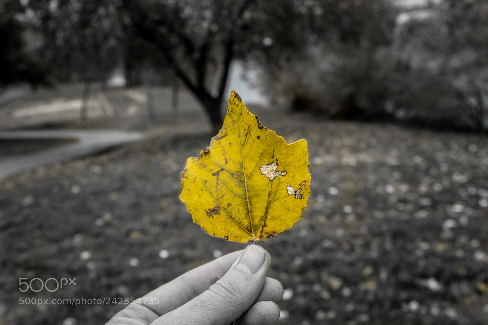 Sony a5100 sample photo. Yellow photography
