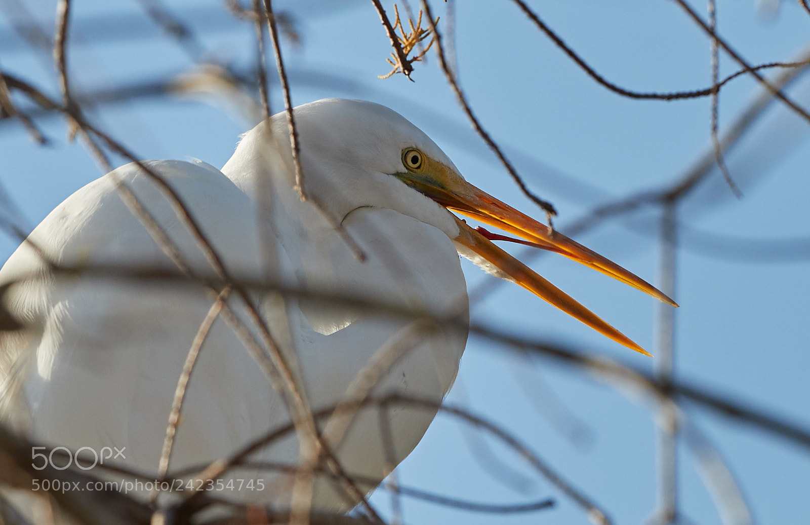 Canon EOS-1D X Mark II sample photo. 01-13-18-9308.jpg photography