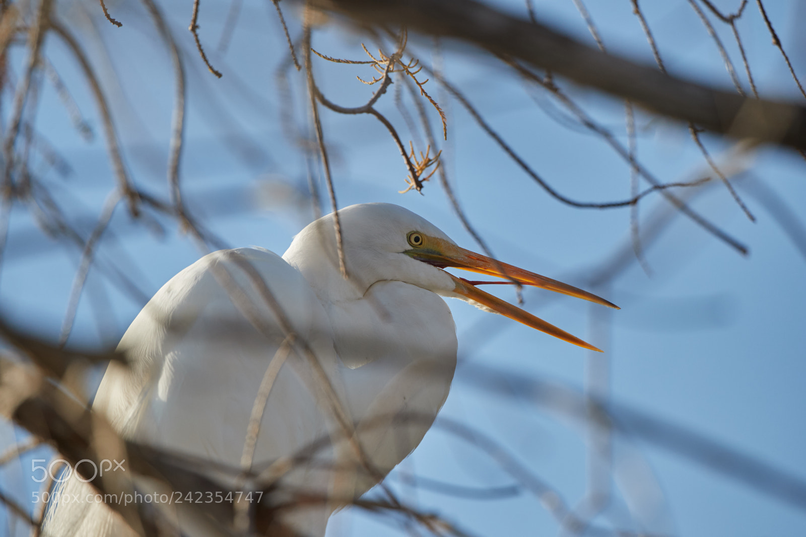 Canon EOS-1D X Mark II sample photo. 01-13-18-9309.jpg photography