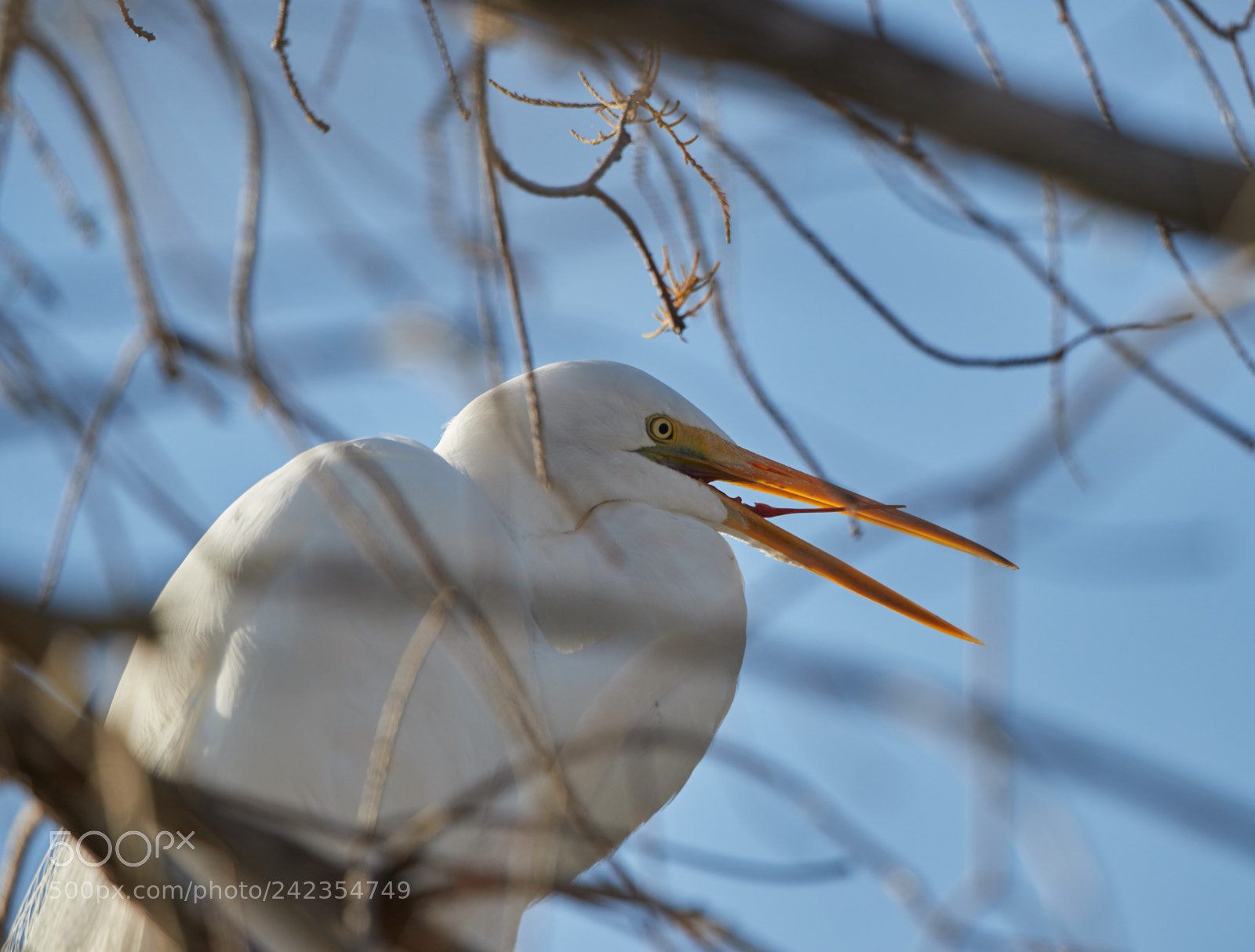 Canon EOS-1D X Mark II sample photo. 01-13-18-9310.jpg photography