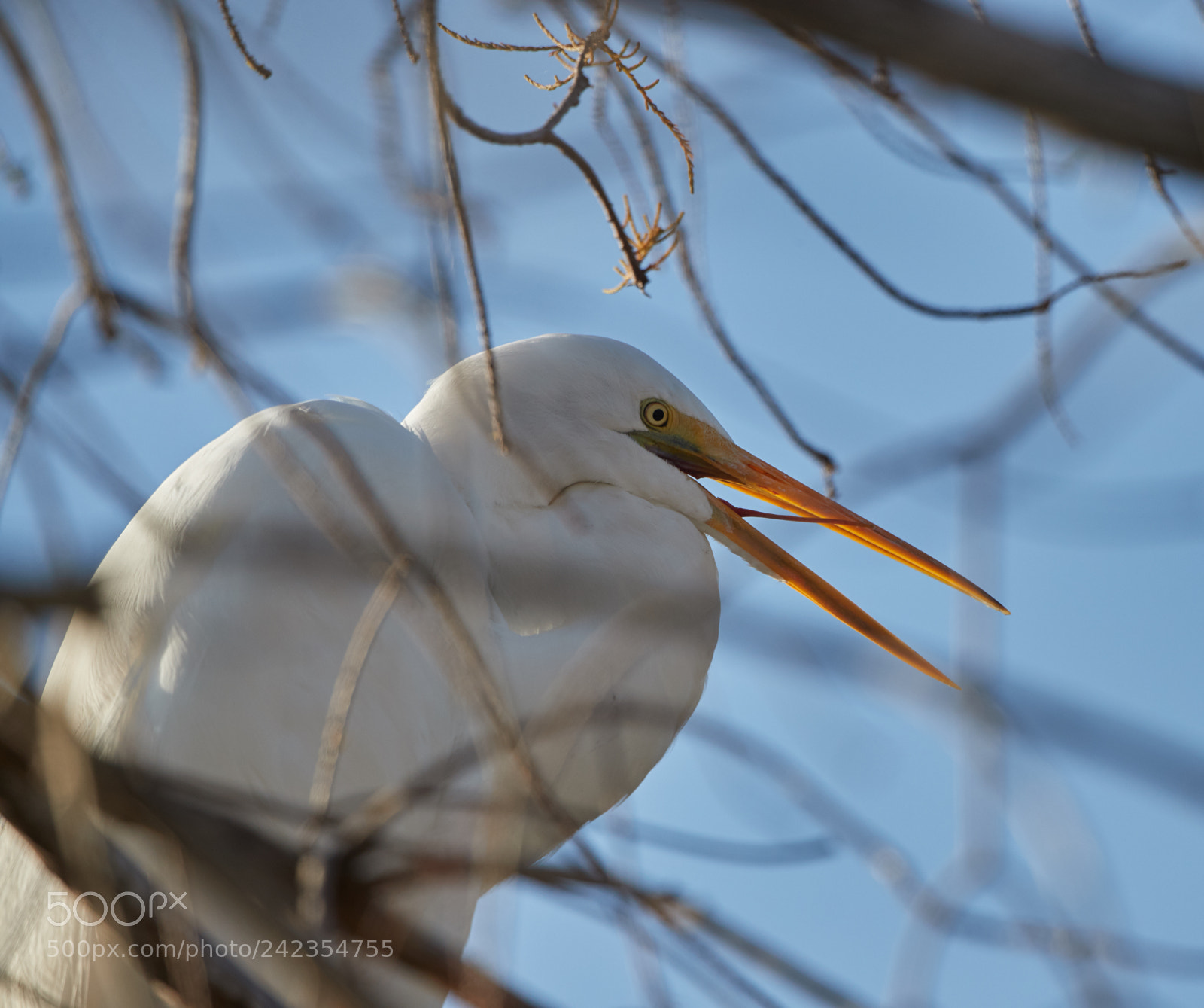 Canon EOS-1D X Mark II sample photo. 01-13-18-9311.jpg photography