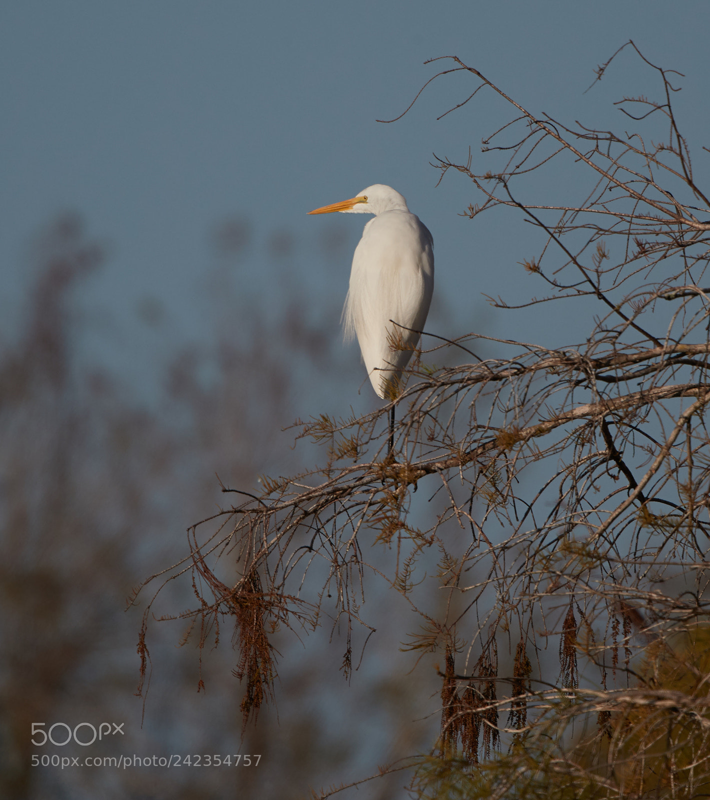 Canon EOS-1D X Mark II sample photo. 01-13-18-9312.jpg photography