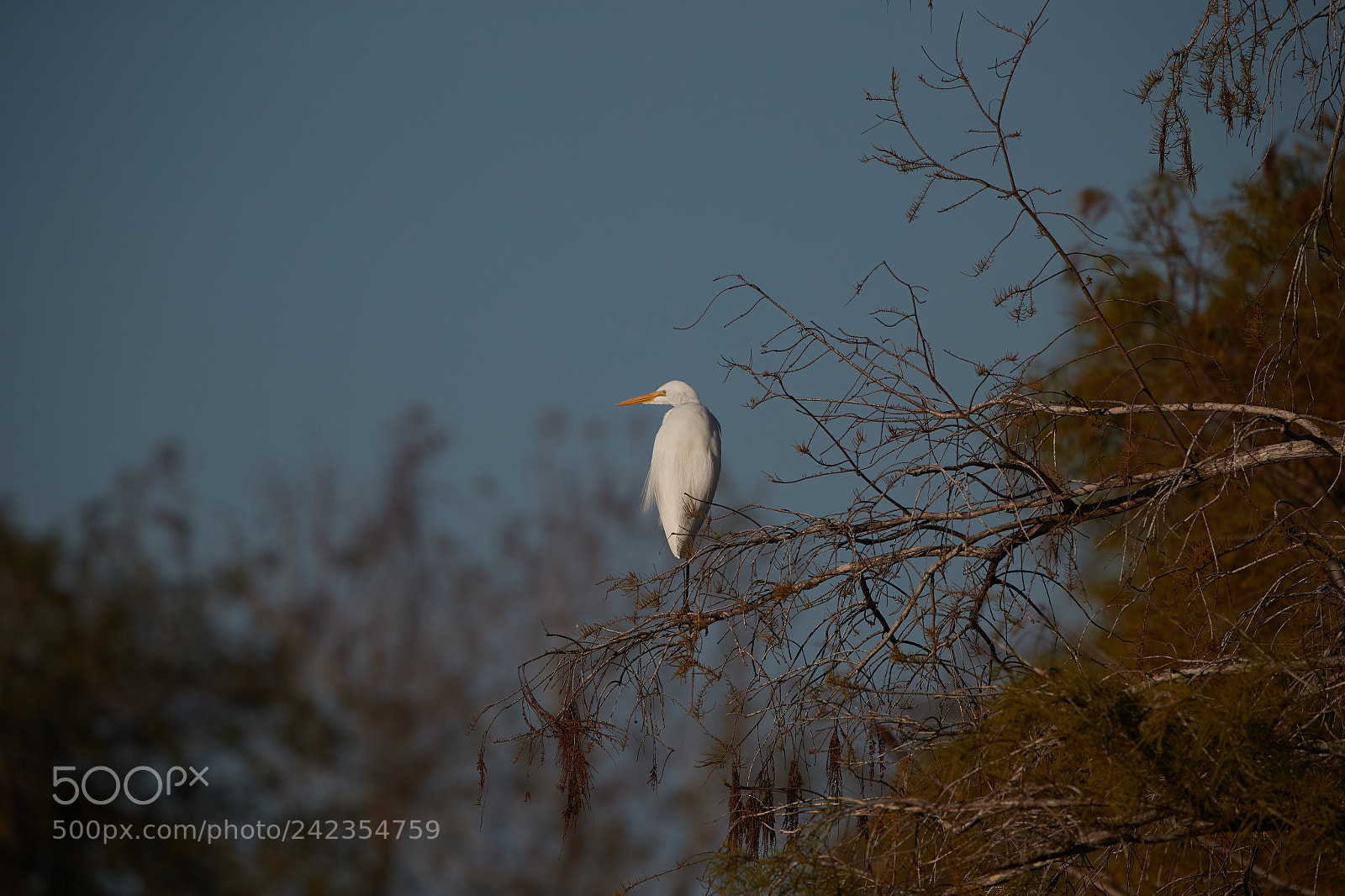Canon EOS-1D X Mark II sample photo. 01-13-18-9313.jpg photography