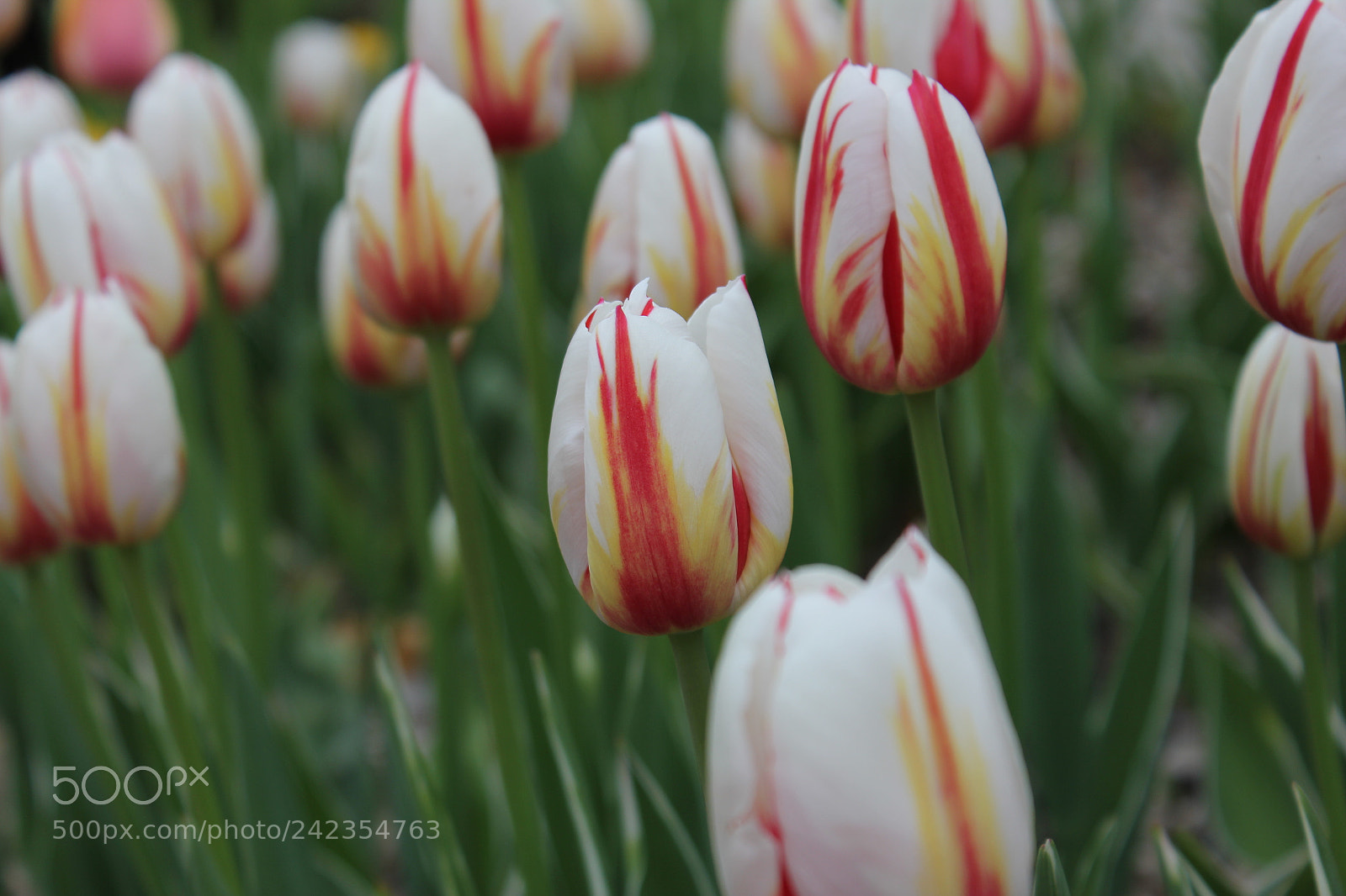 Canon EF-S 18-55mm F3.5-5.6 IS sample photo. Tulips edward's gardens, toronto photography