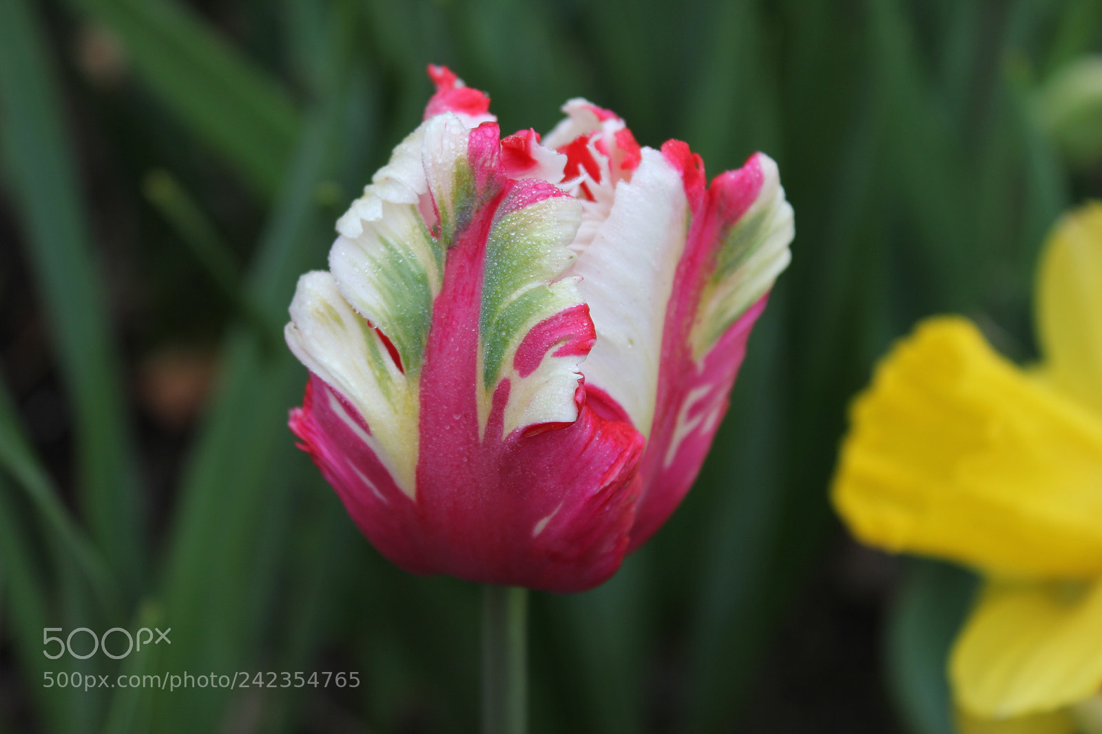 Canon EF-S 18-55mm F3.5-5.6 IS sample photo. Tulips edward's gardens, toronto photography