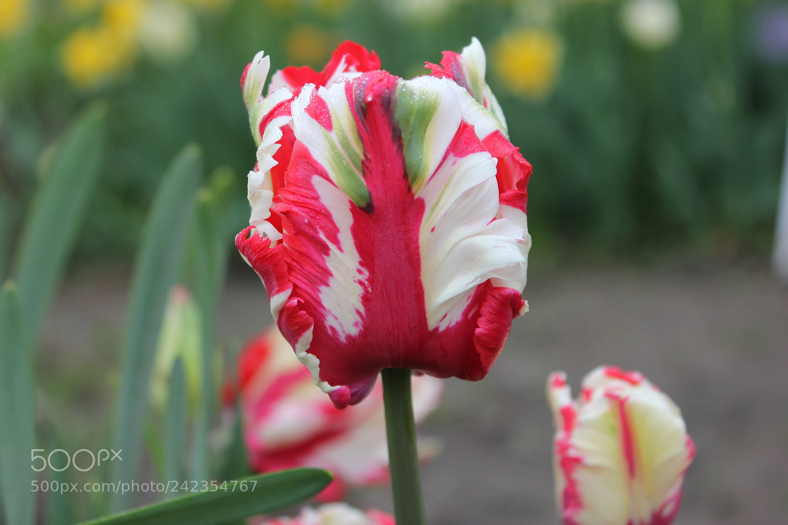 Canon EF-S 18-55mm F3.5-5.6 IS sample photo. Tulips edward's gardens, toronto photography