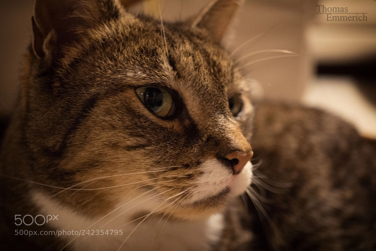 Sony a6500 sample photo. Kitty cat photography
