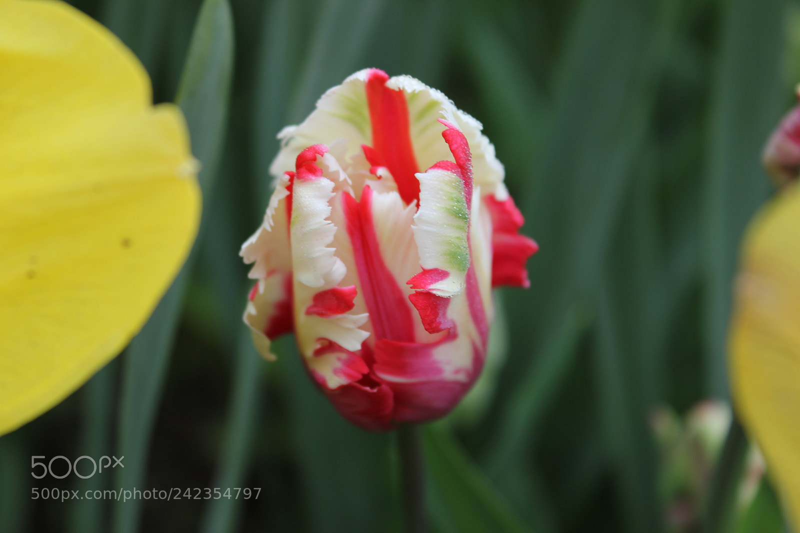 Canon EF-S 18-55mm F3.5-5.6 IS sample photo. Tulips edward's gardens, toronto photography