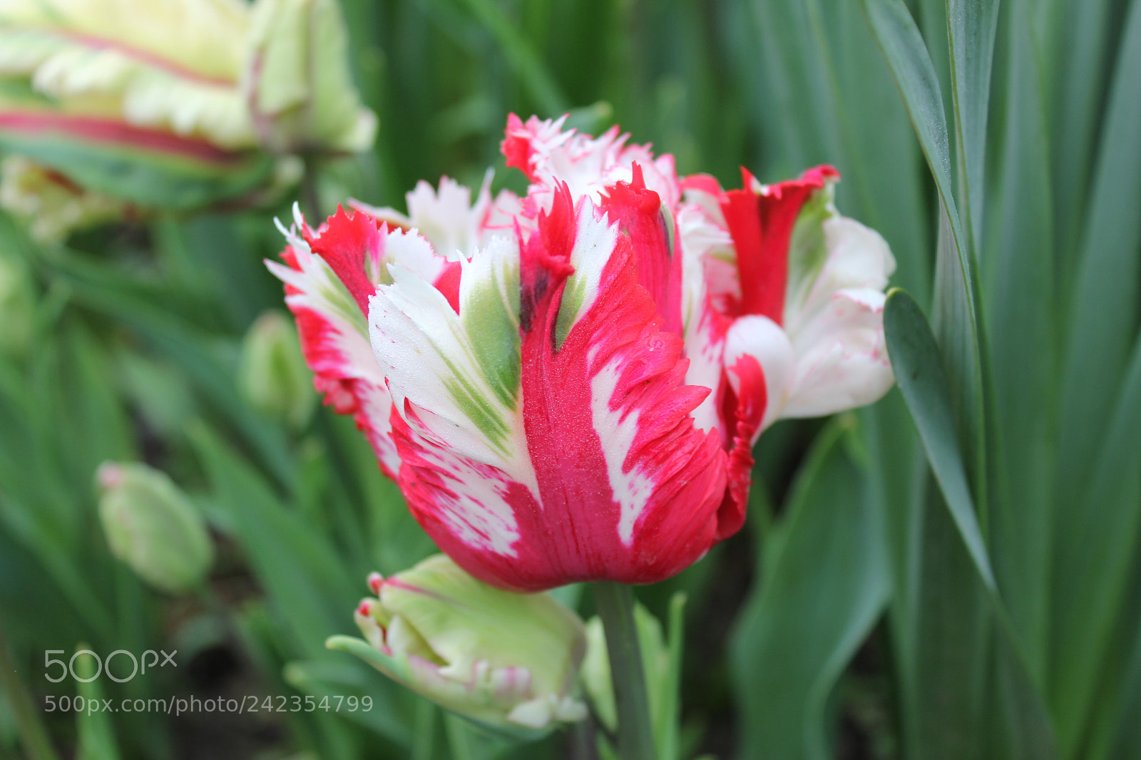 Canon EF-S 18-55mm F3.5-5.6 IS sample photo. Tulips edward's gardens, toronto photography