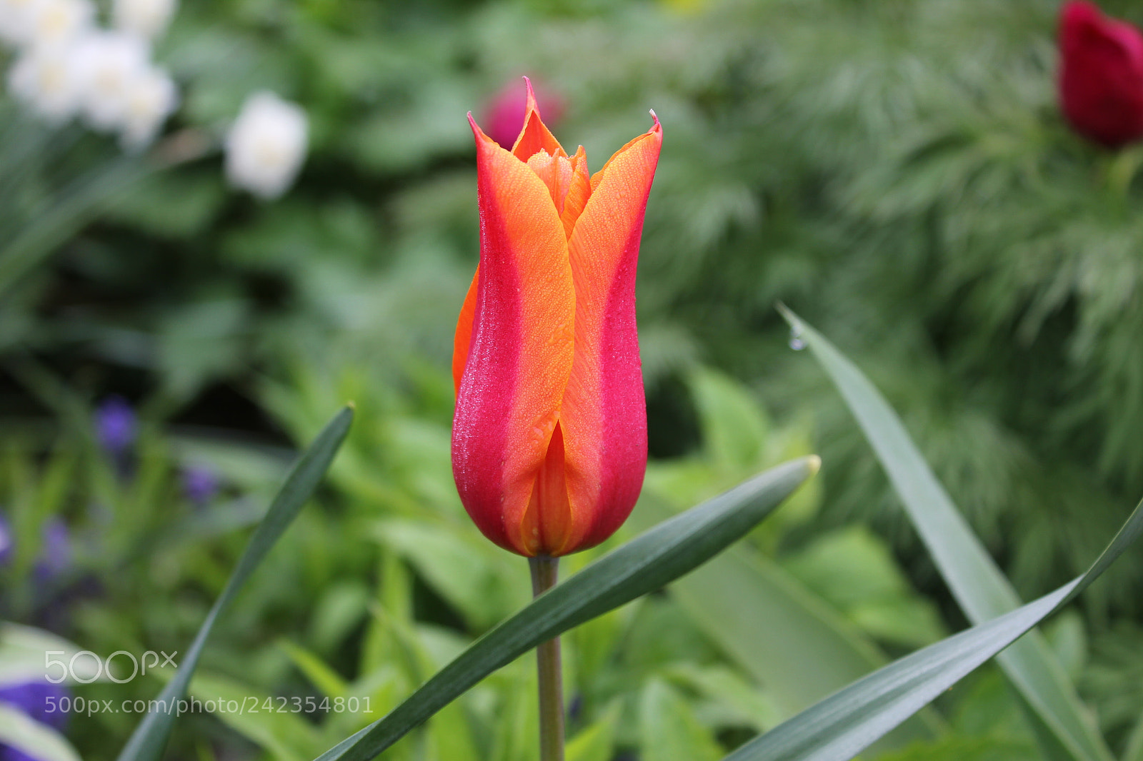 Canon EF-S 18-55mm F3.5-5.6 IS sample photo. Tulips edward's gardens, toronto photography