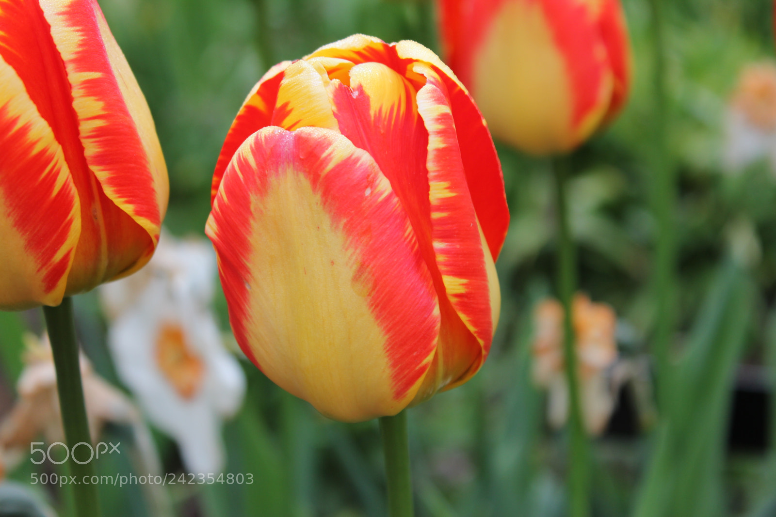 Canon EF-S 18-55mm F3.5-5.6 IS sample photo. Tulips edward's gardens, toronto photography
