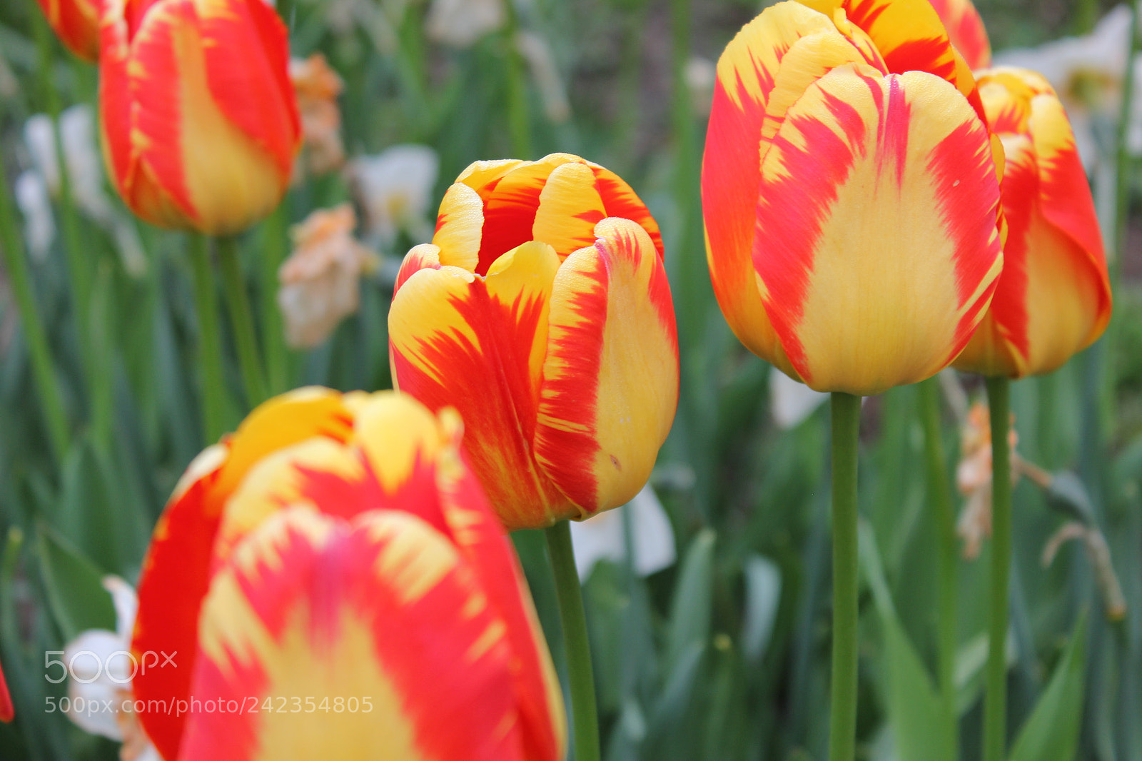 Canon EF-S 18-55mm F3.5-5.6 IS sample photo. Tulips edward's gardens, toronto photography