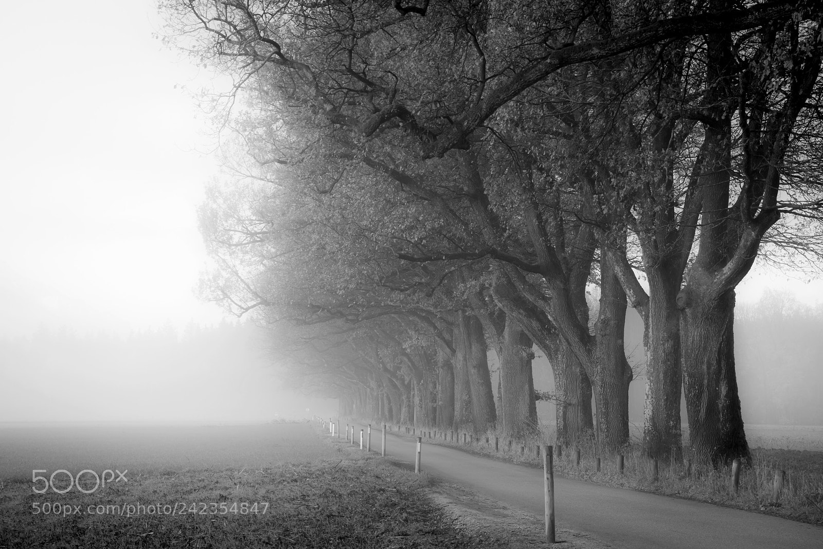 Nikon D800 sample photo. Keltenallee..... photography