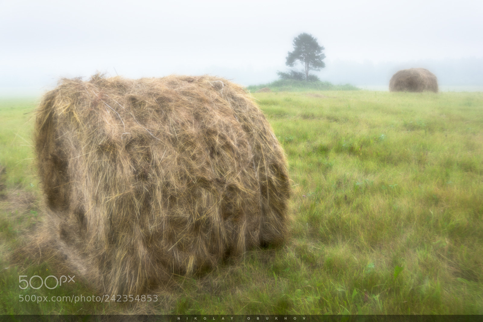 Nikon D7100 sample photo. Foggy morning 0227_0060 photography