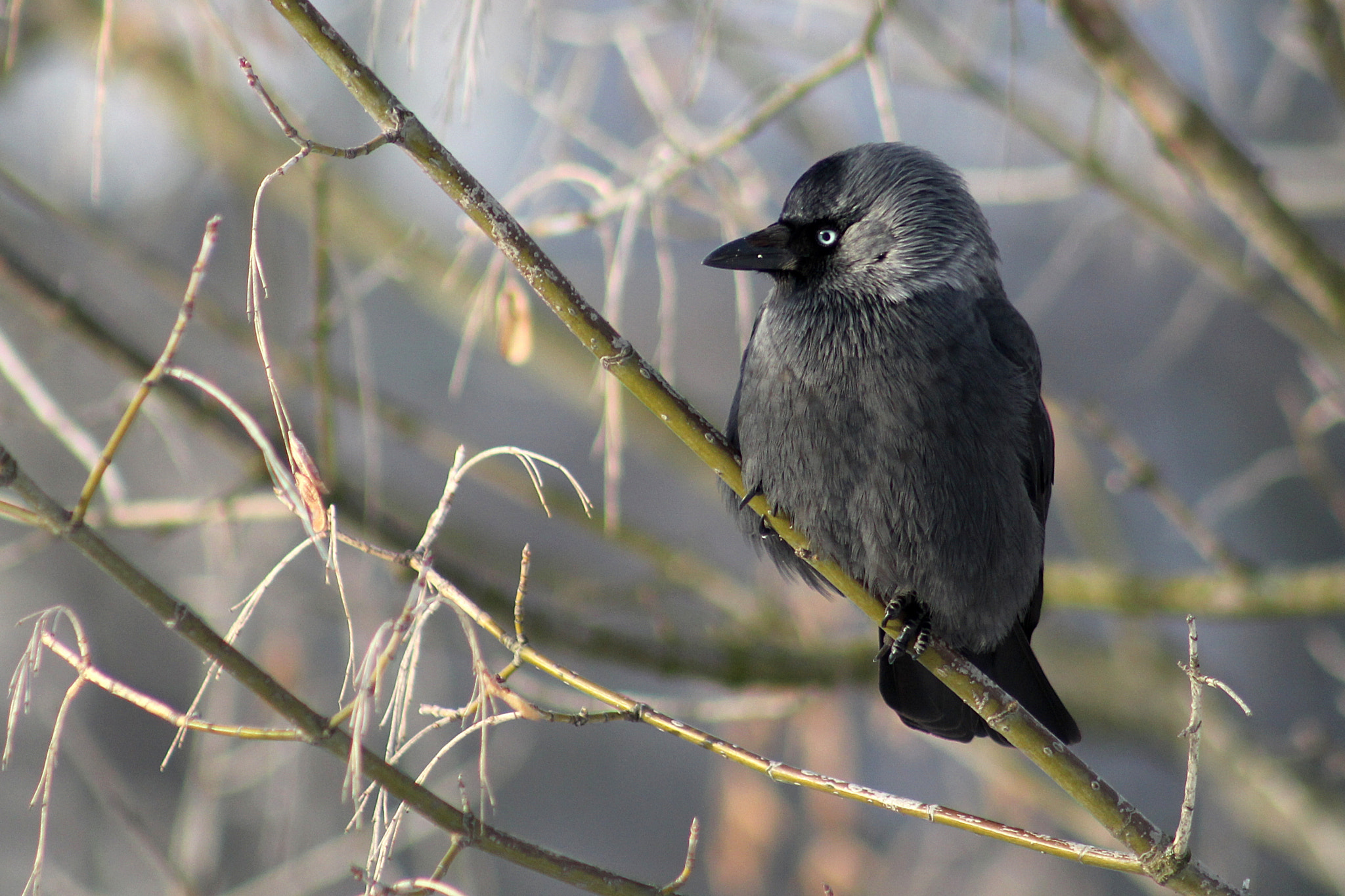 Canon EF 75-300mm f/4-5.6 USM sample photo. Jackdaw bird photography