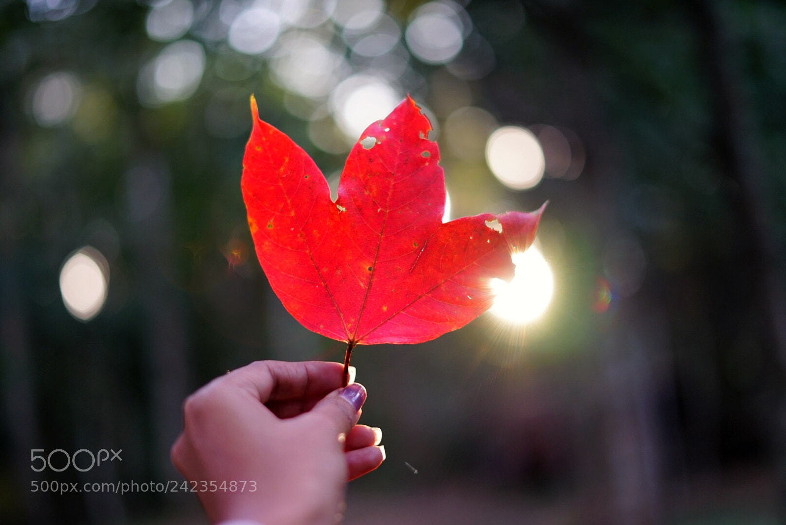 Sony a7 II sample photo. Untitled photography