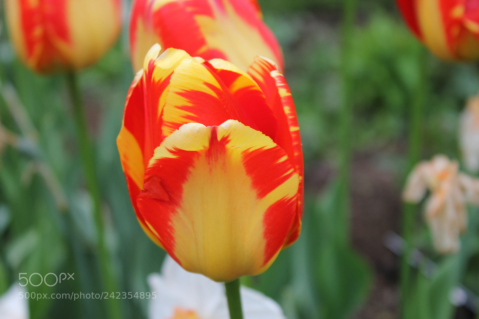 Canon EF-S 18-55mm F3.5-5.6 IS sample photo. Tulips edward's gardens, toronto photography