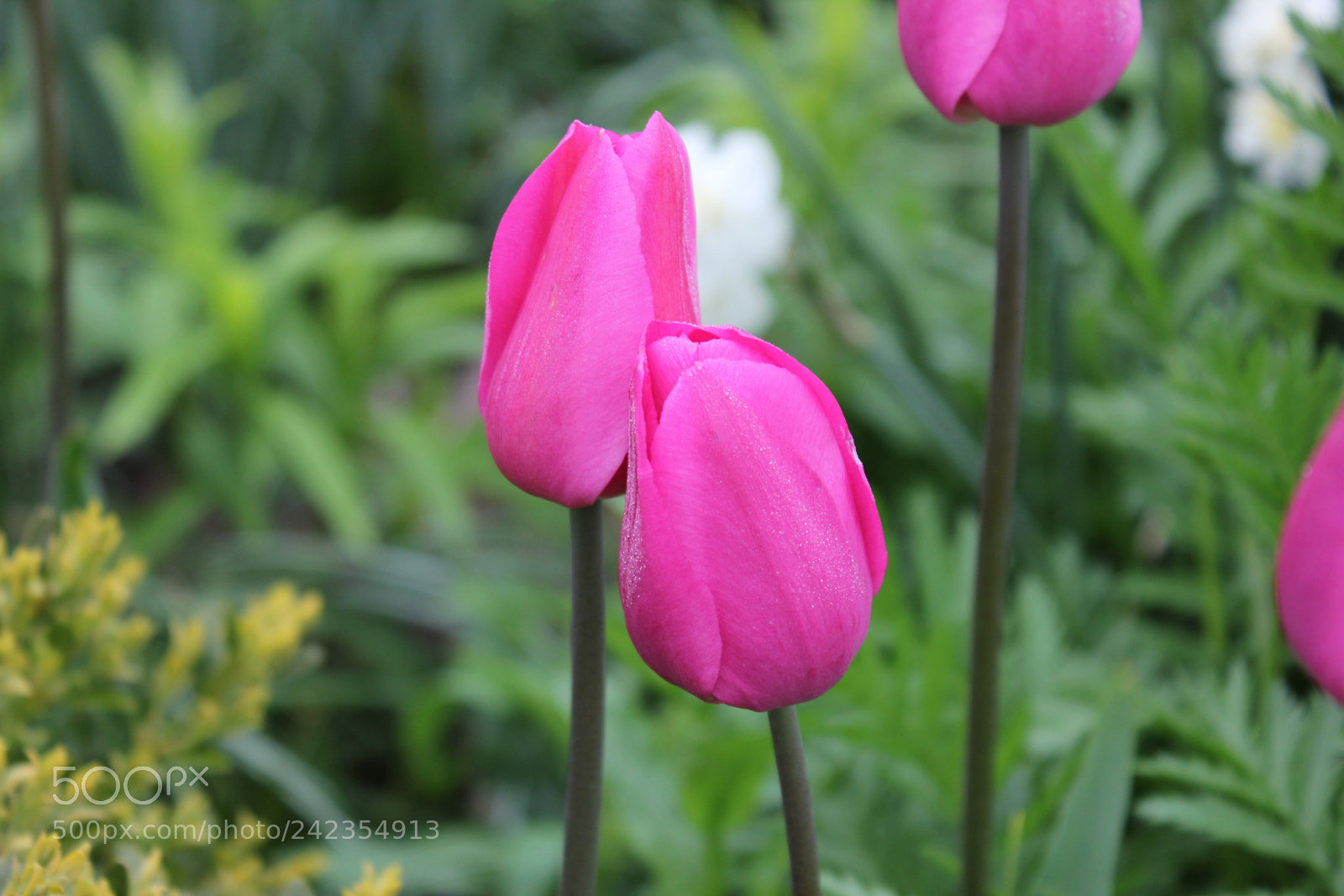 Canon EF-S 18-55mm F3.5-5.6 IS sample photo. Tulips edward's gardens, toronto photography