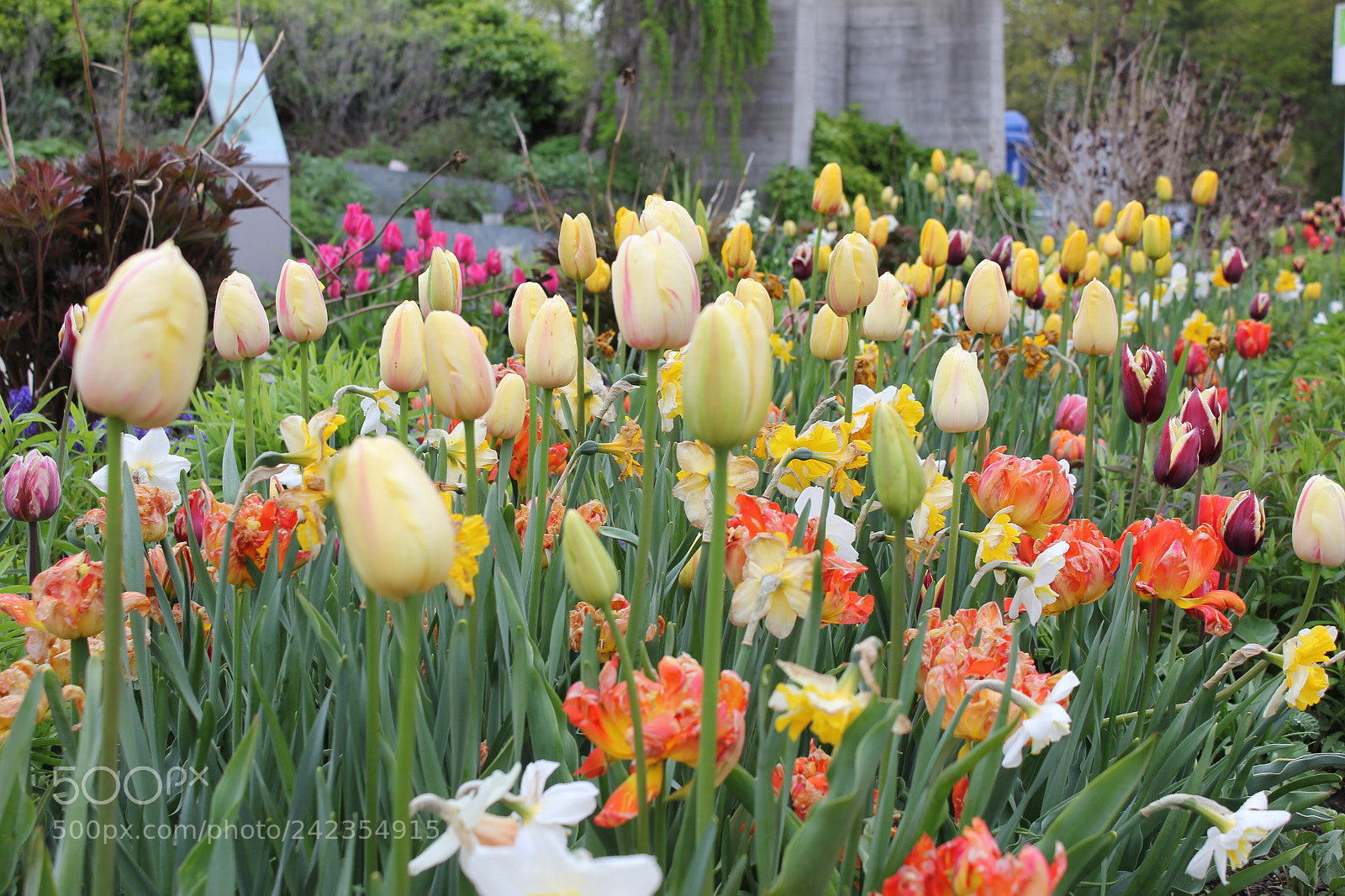 Canon EF-S 18-55mm F3.5-5.6 IS sample photo. Tulips edward's gardens, toronto photography