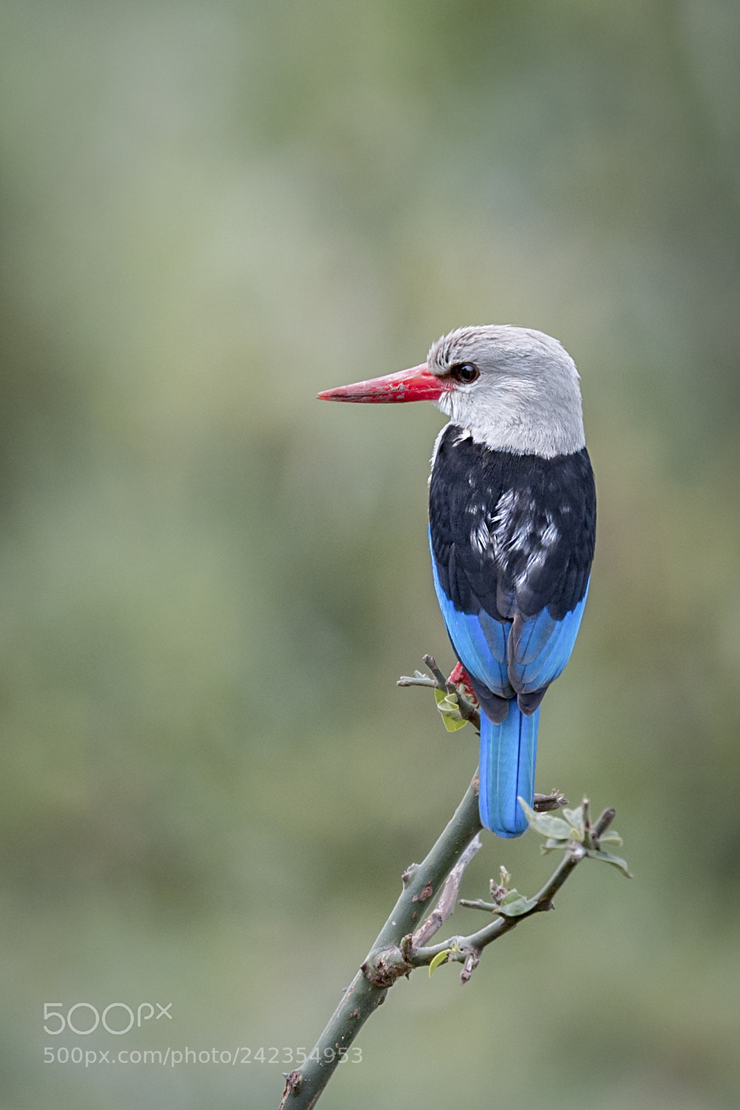 Nikon D5 sample photo. Grey headed king fisher photography