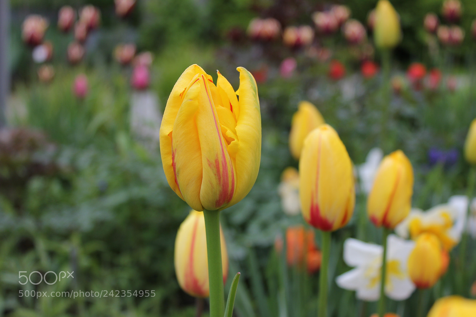 Canon EF-S 18-55mm F3.5-5.6 IS sample photo. Tulips edward's gardens, toronto photography