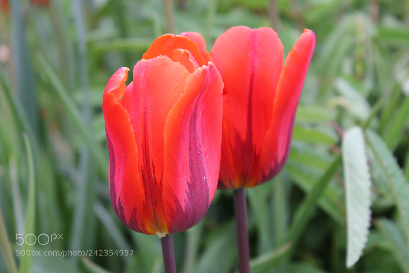 Canon EF-S 18-55mm F3.5-5.6 IS sample photo. Tulips edward's gardens, toronto photography