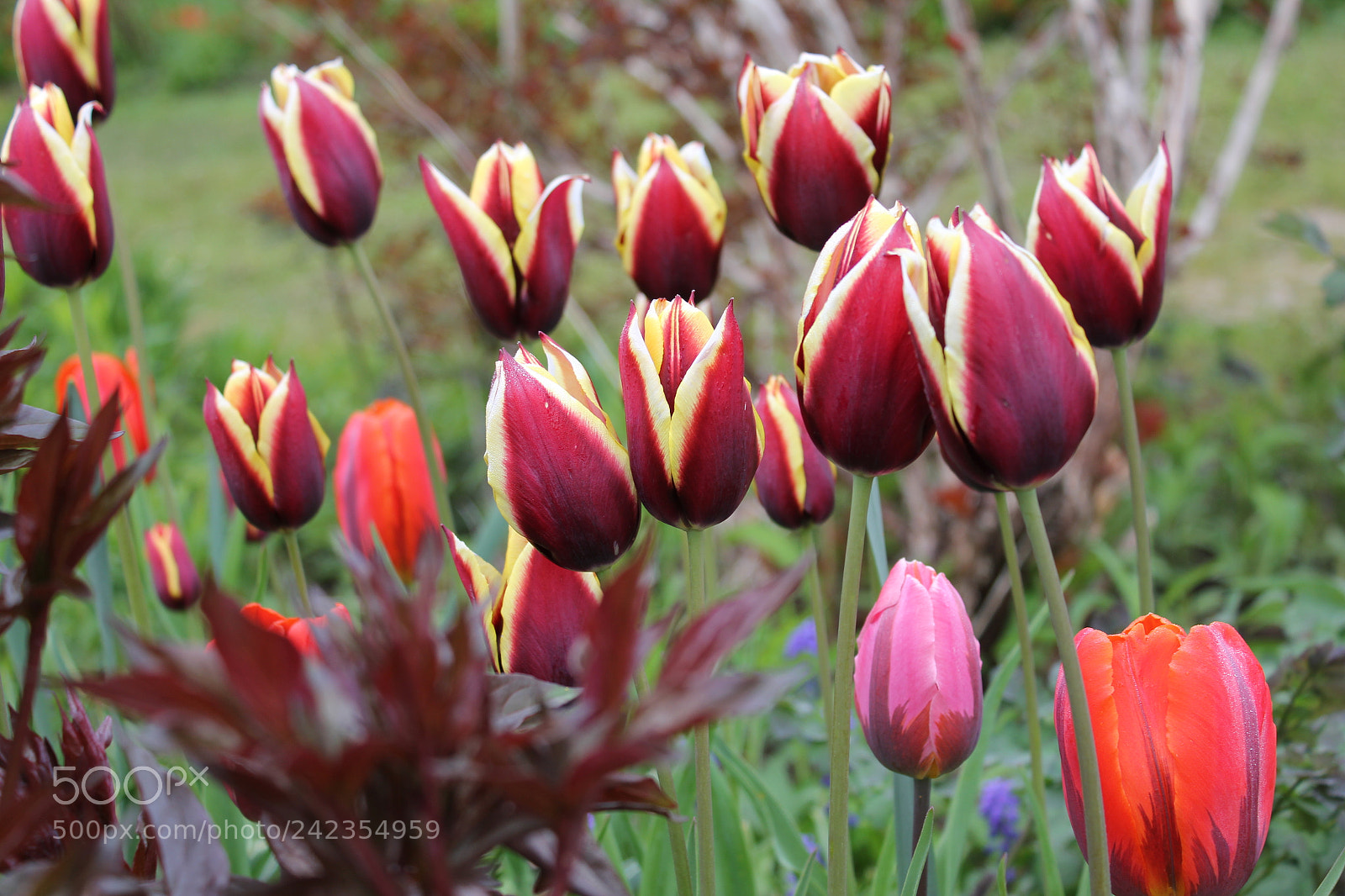 Canon EF-S 18-55mm F3.5-5.6 IS sample photo. Tulips edward's gardens, toronto photography