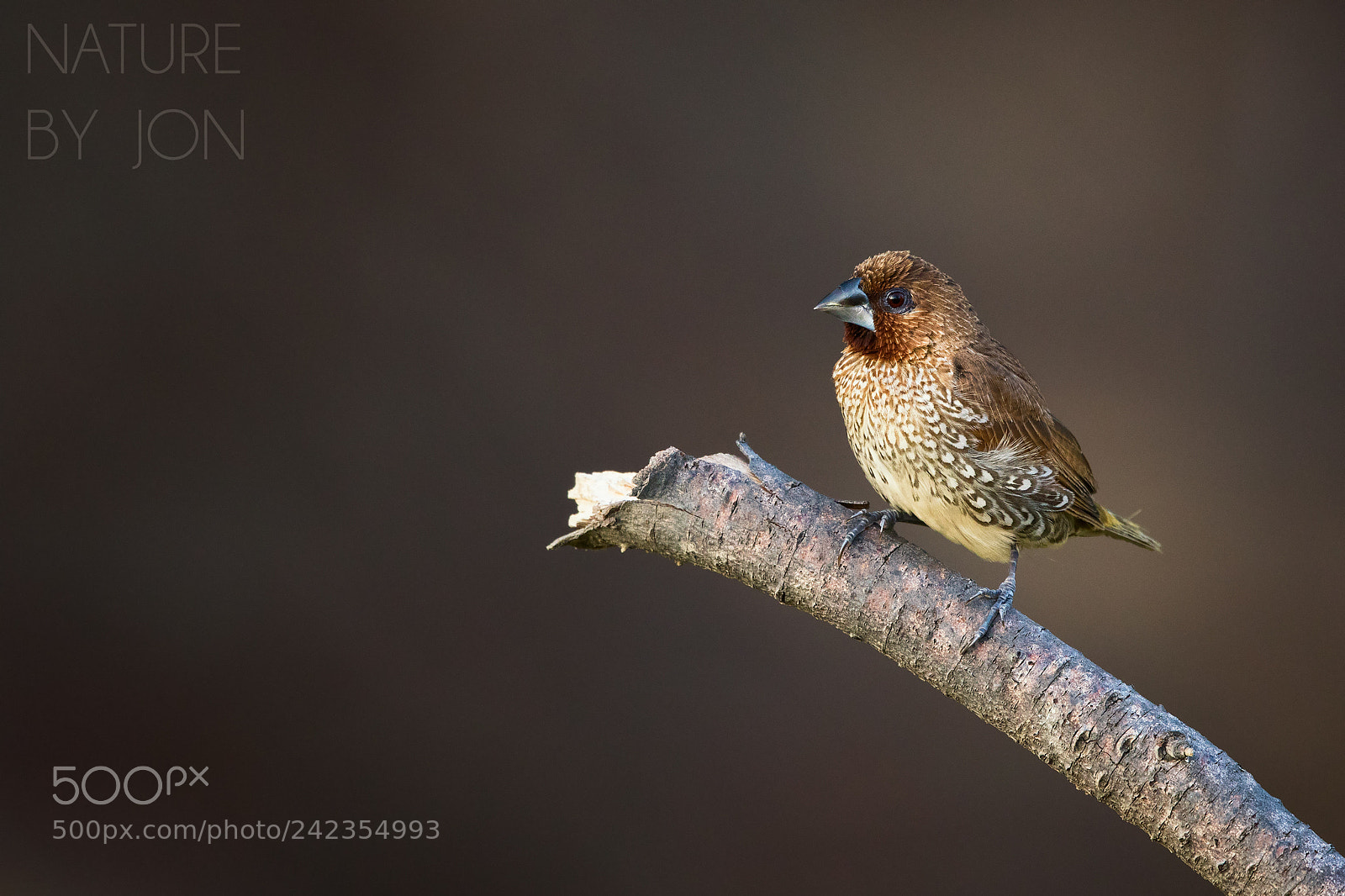 Canon EOS 7D Mark II sample photo. Scaly-breasted munia photography