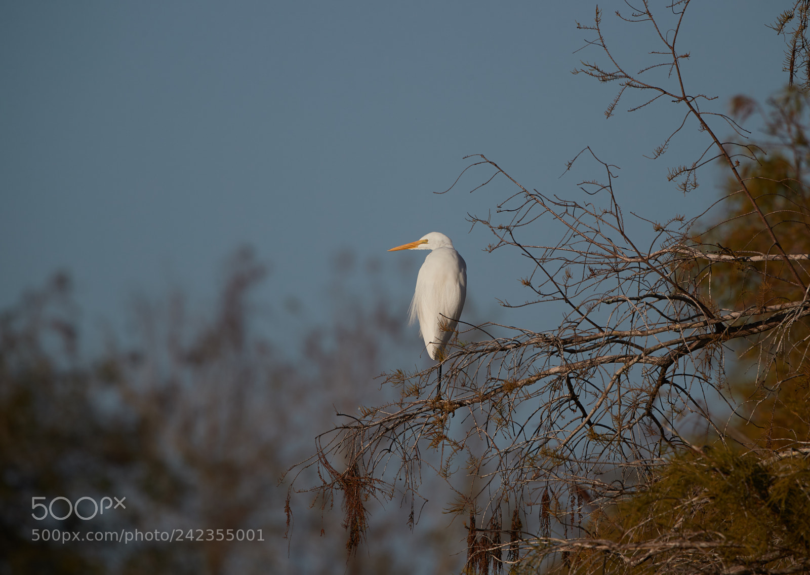 Canon EOS-1D X Mark II sample photo. 01-13-18-9315.jpg photography