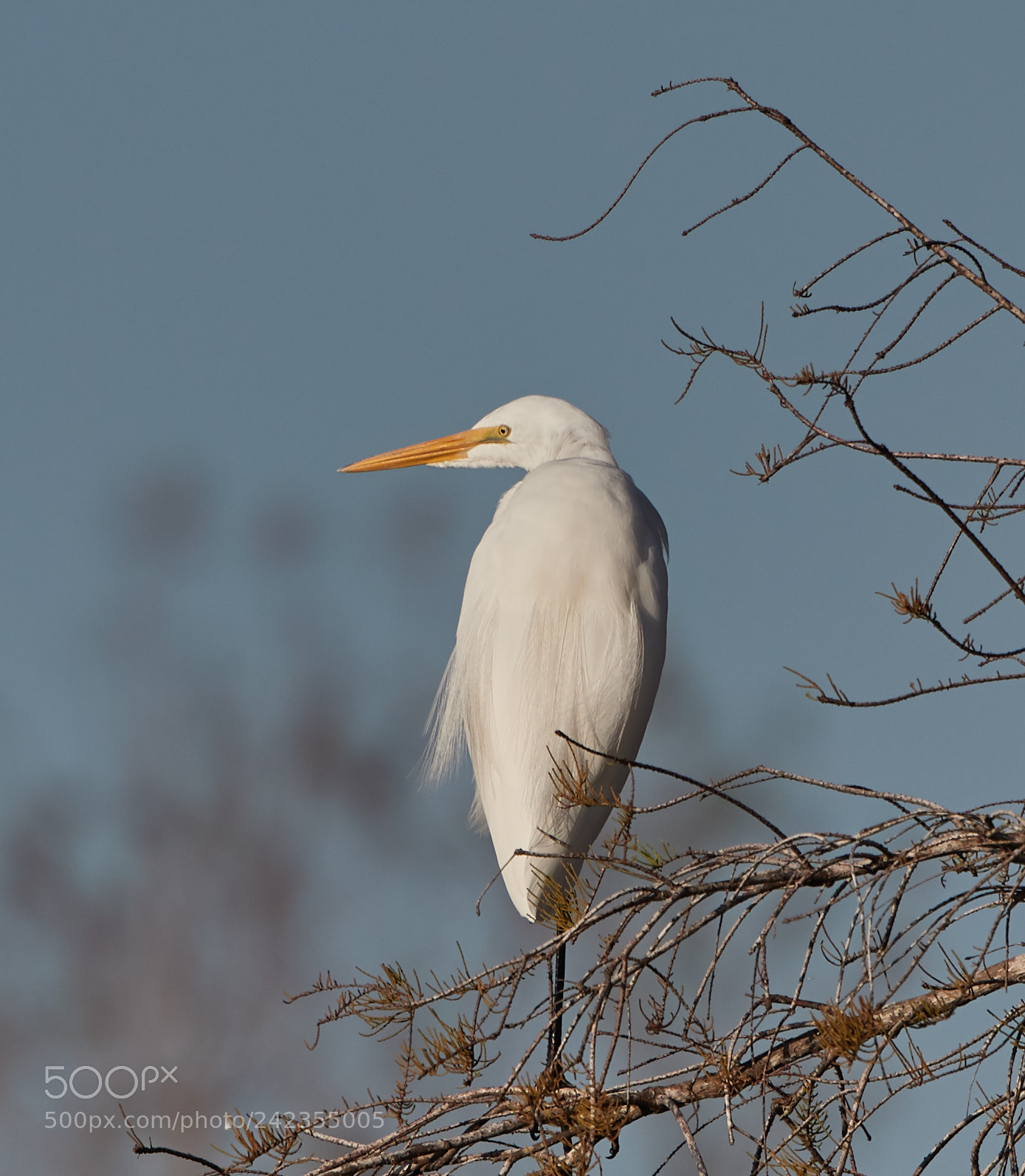 Canon EOS-1D X Mark II sample photo. 01-13-18-9316 2.jpg photography