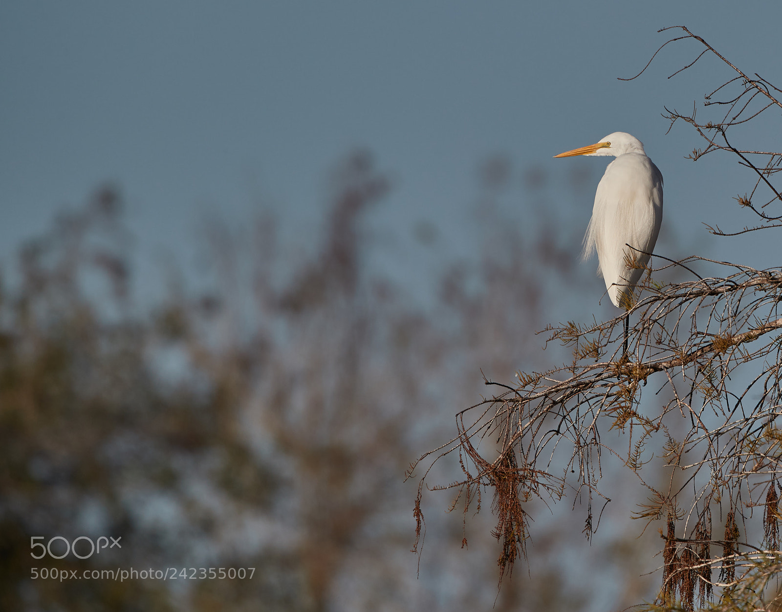 Canon EOS-1D X Mark II sample photo. 01-13-18-9316 1.jpg photography
