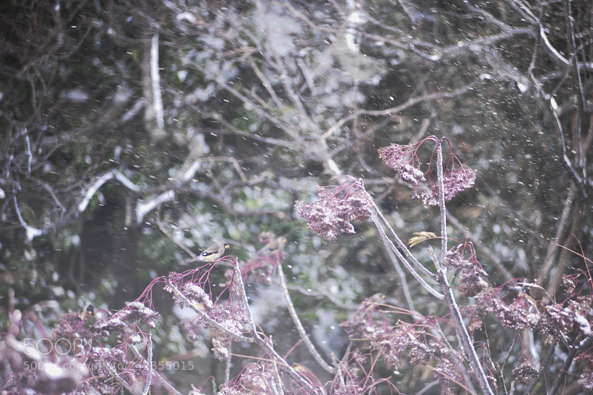Nikon D3 sample photo. Cold photography