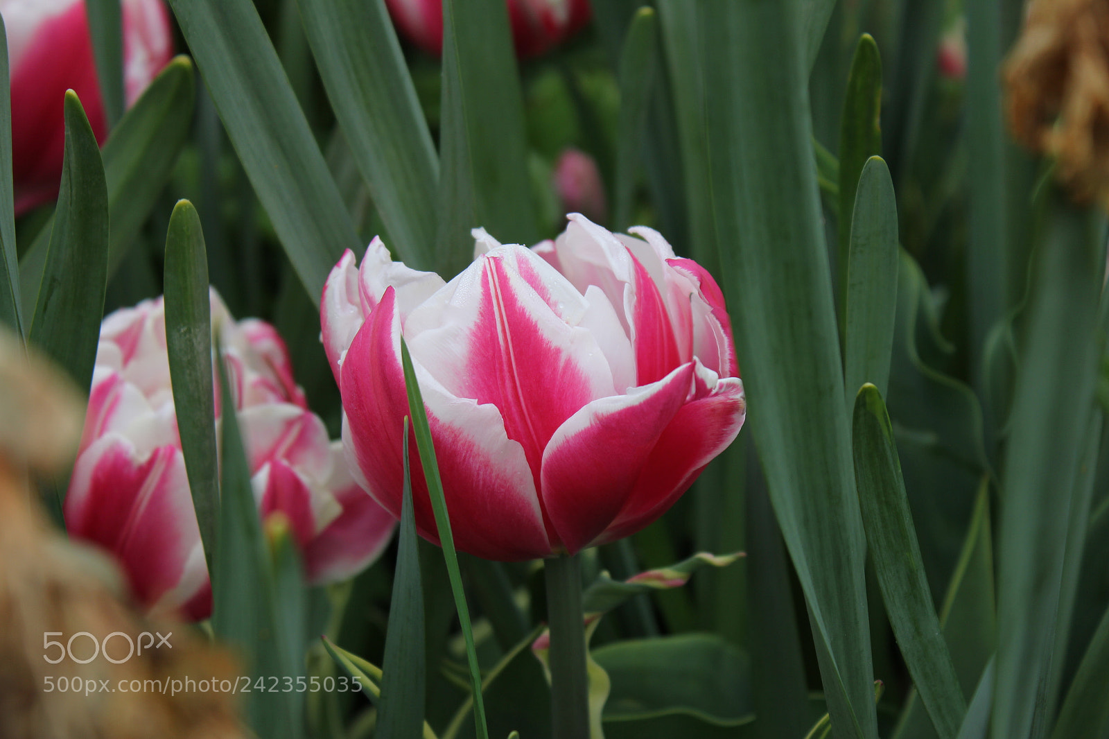 Canon EF-S 18-55mm F3.5-5.6 IS sample photo. Tulips edward's gardens, toronto photography