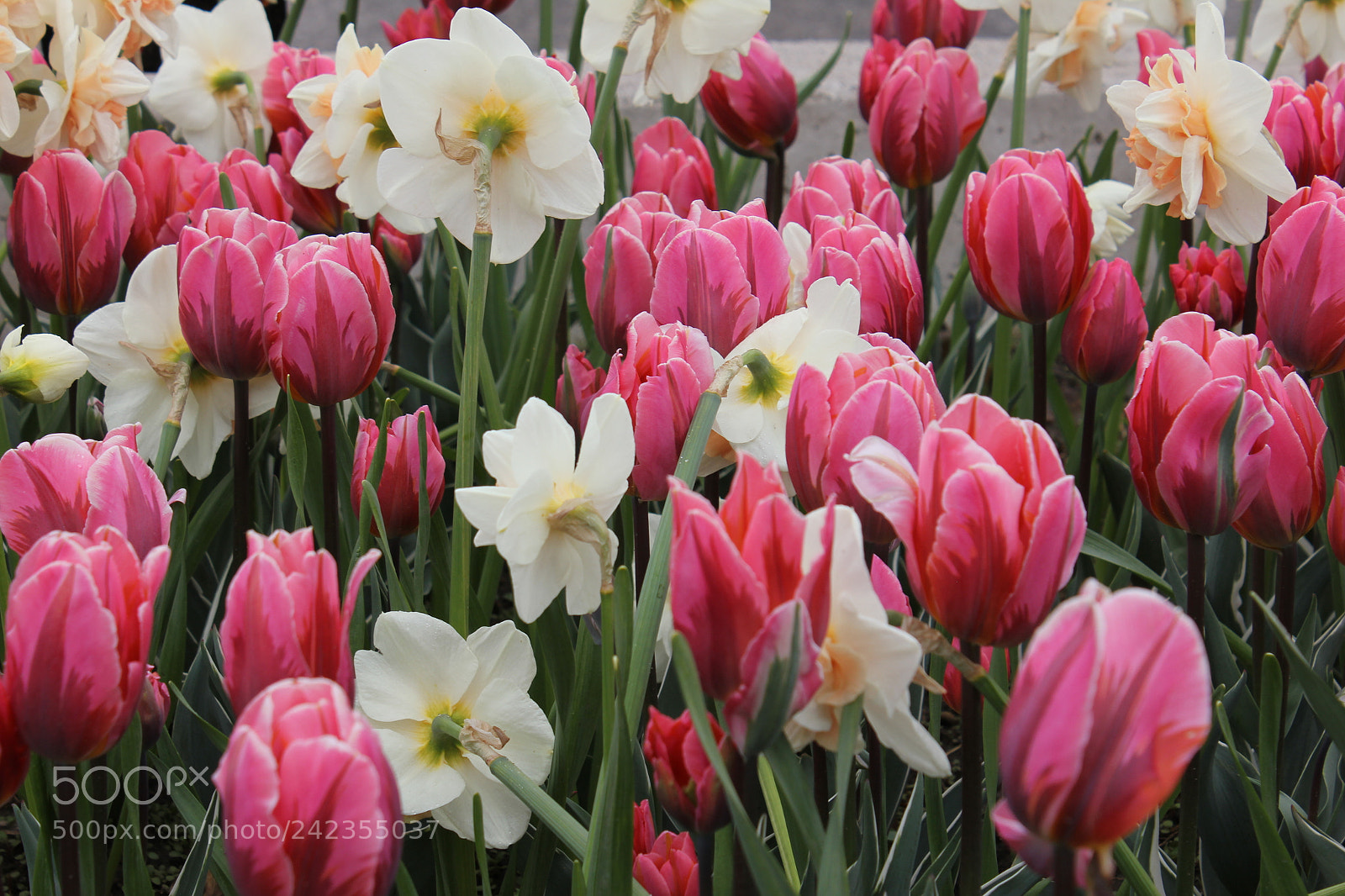 Canon EF-S 18-55mm F3.5-5.6 IS sample photo. Tulips edward's gardens, toronto photography