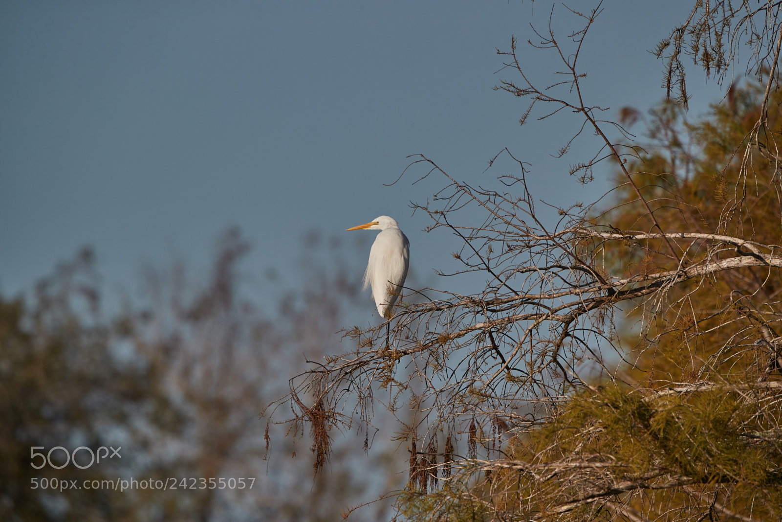 Canon EOS-1D X Mark II sample photo. 01-13-18-9316.jpg photography