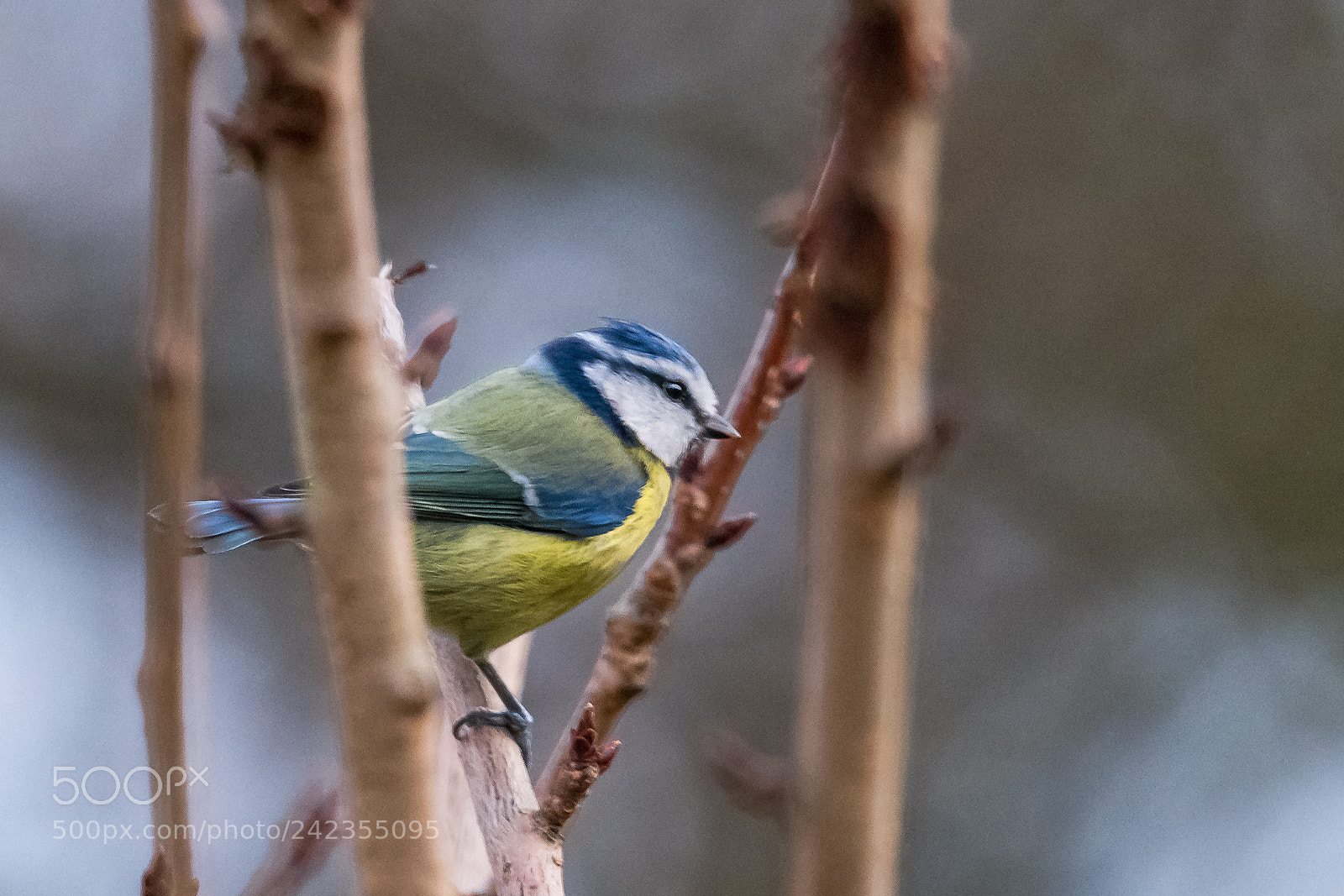 Nikon D850 sample photo. Out in the sticks! photography