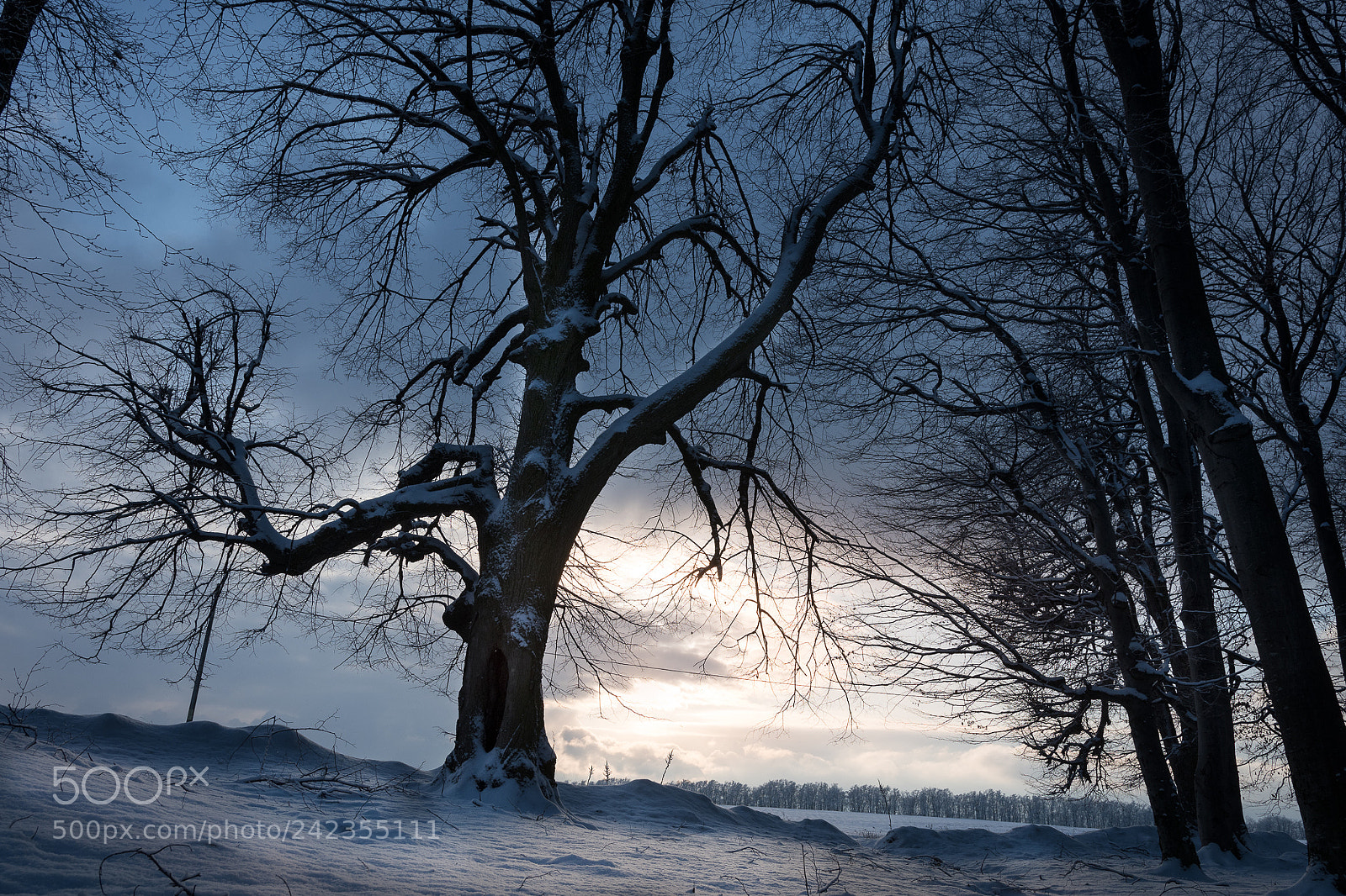 Nikon D500 sample photo. The tree in the photography
