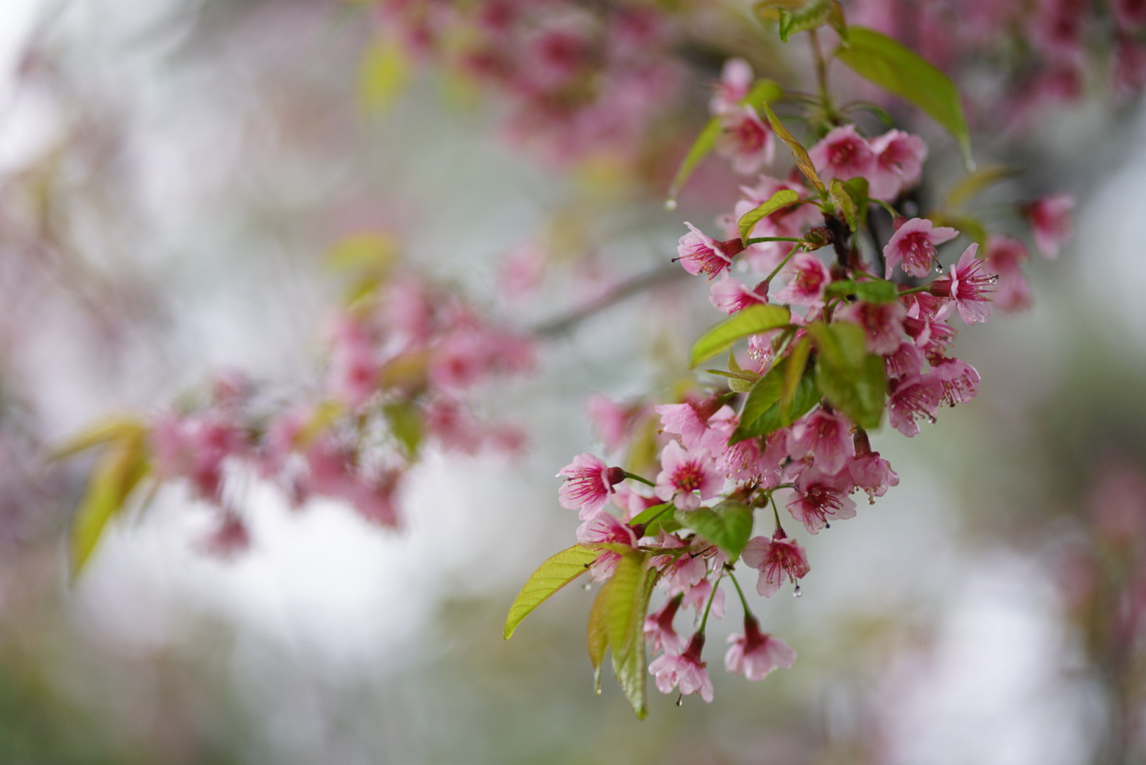 Sony a7 II + ZEISS Batis 85mm F1.8 sample photo