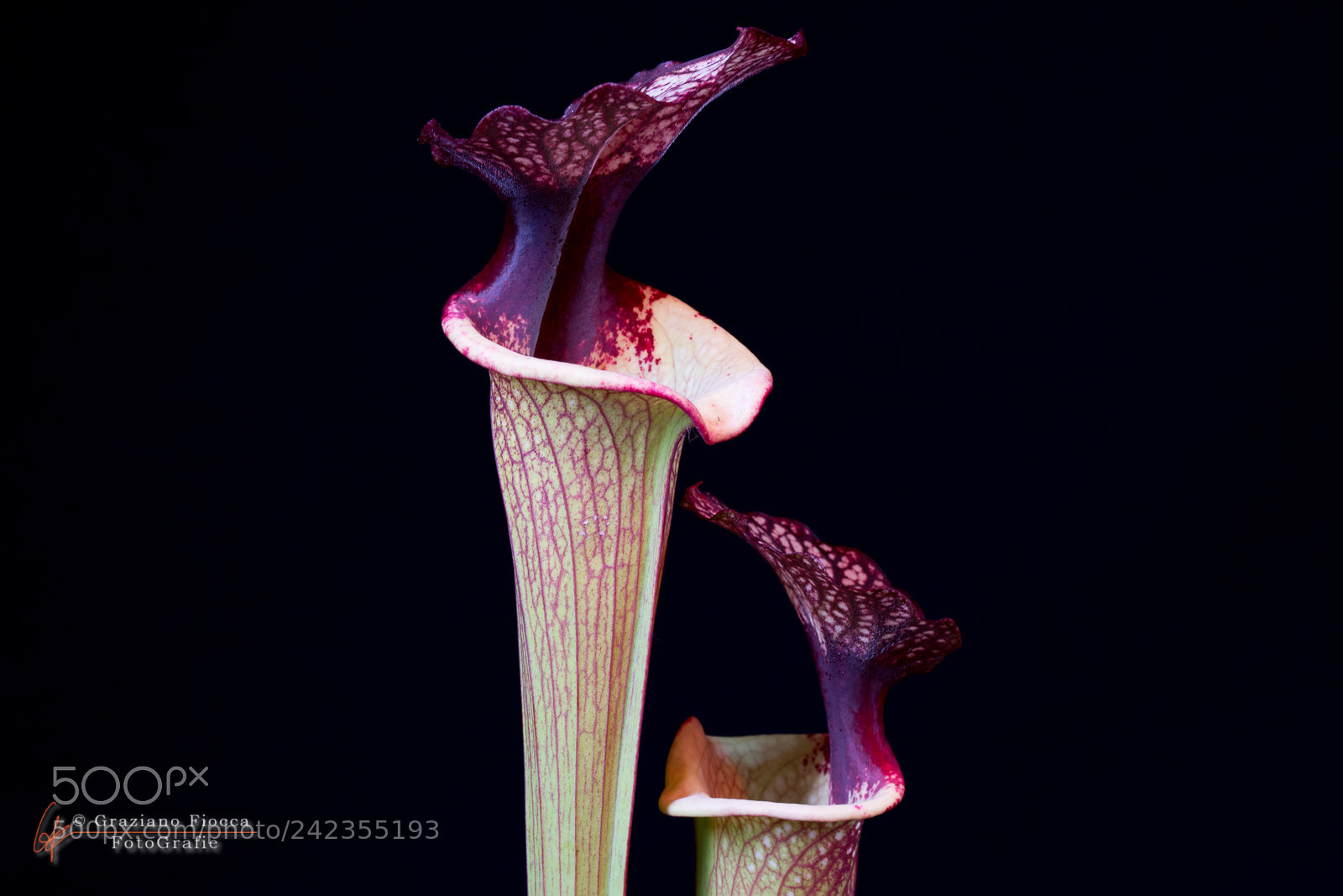 Nikon D7200 sample photo. Sarracenia 2 photography