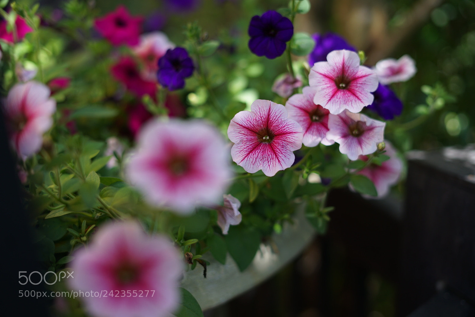 Sony a7 II sample photo. Untitled photography