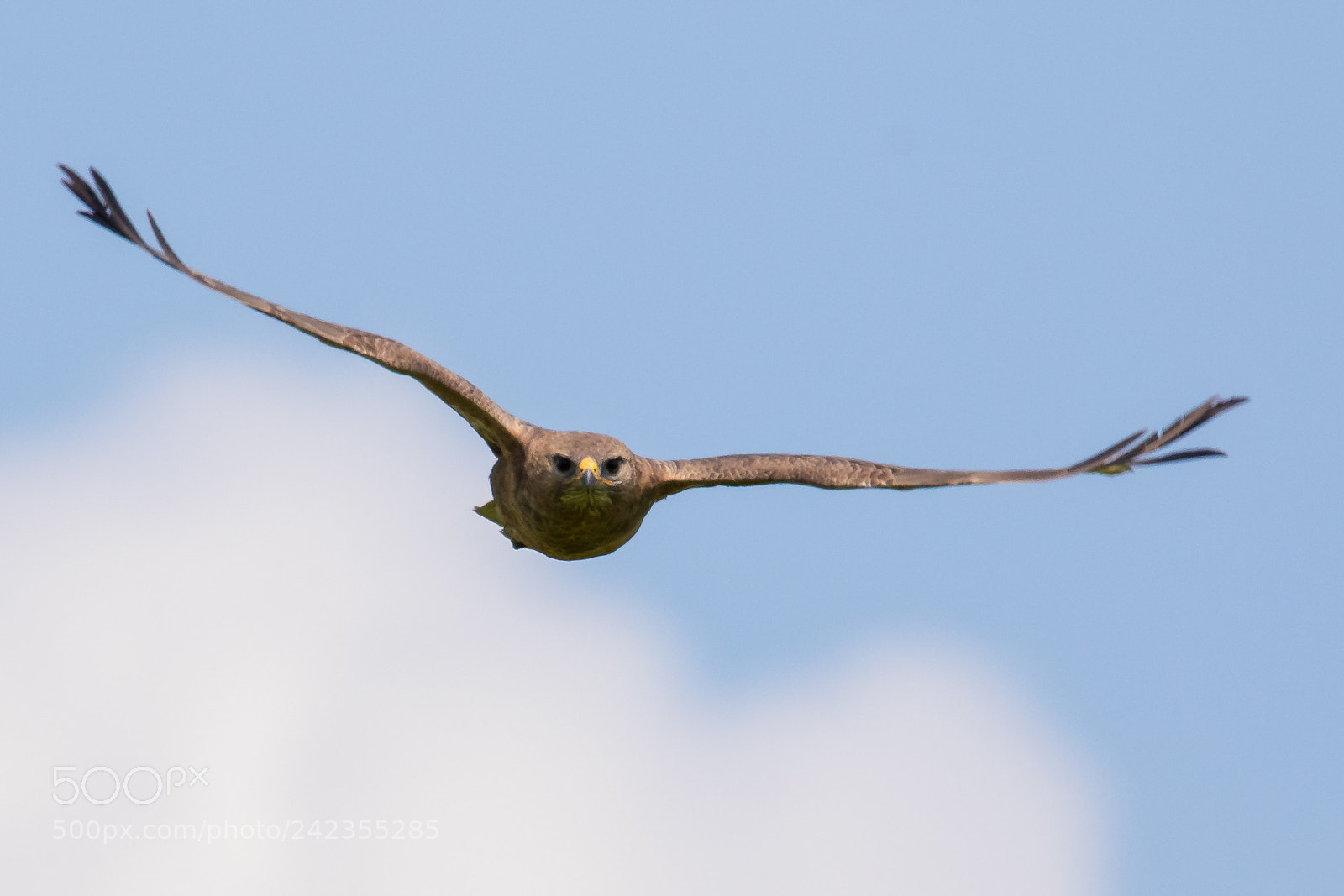 Canon EOS 7D Mark II sample photo. Steppe buzzard buteo buteo photography