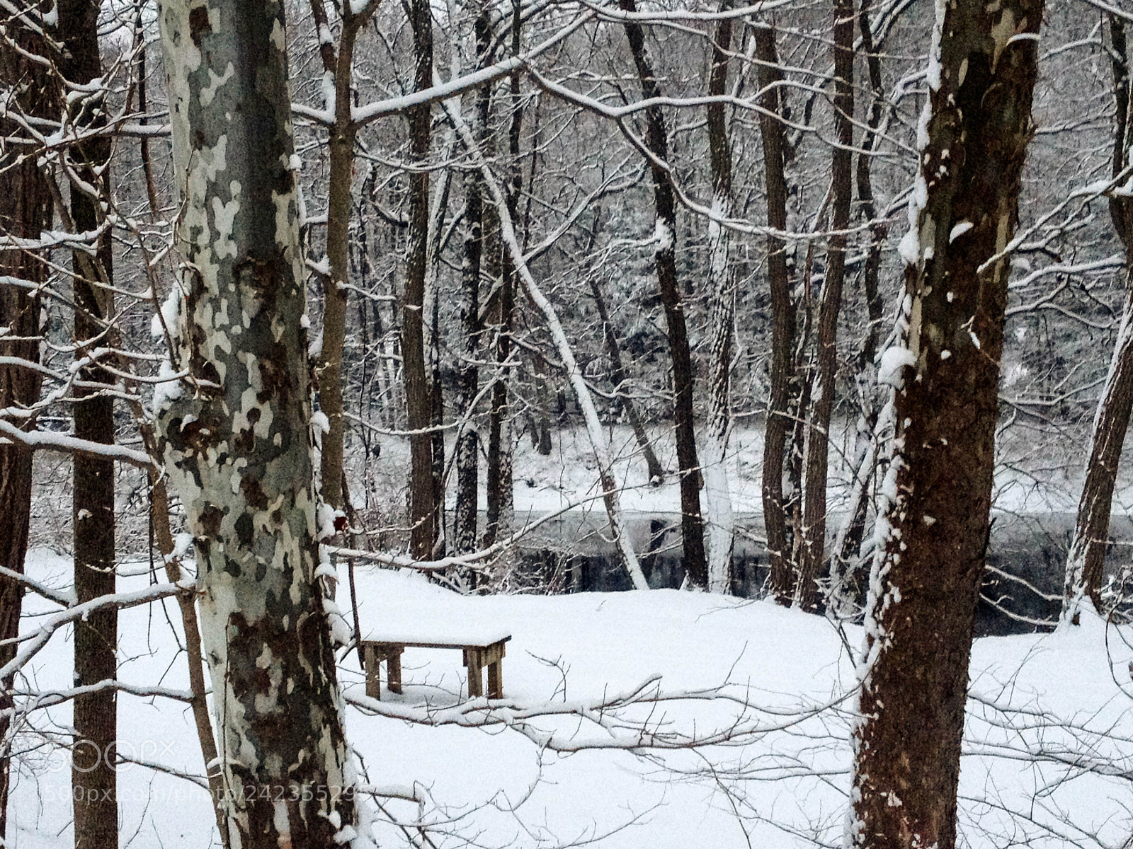 Apple iPhone 4S sample photo. Winter's haven photography