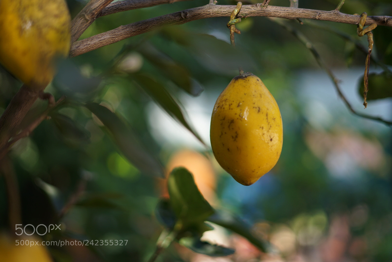 Sony a7 II sample photo. Untitled photography