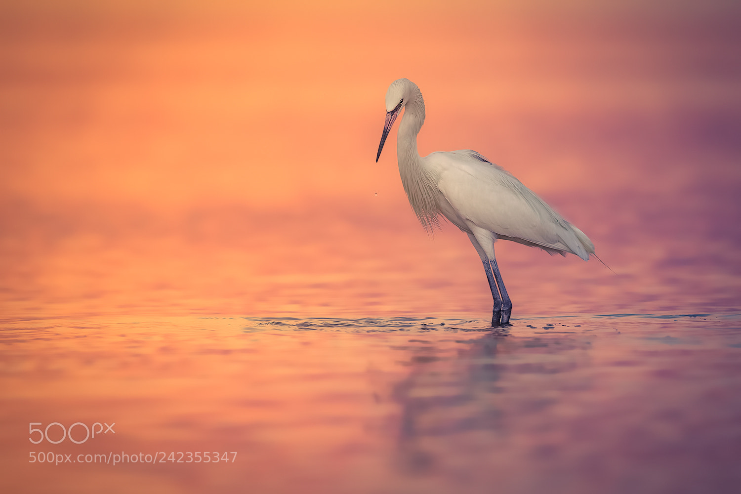 Canon EOS-1D X sample photo. Reddish egret (white morph) photography