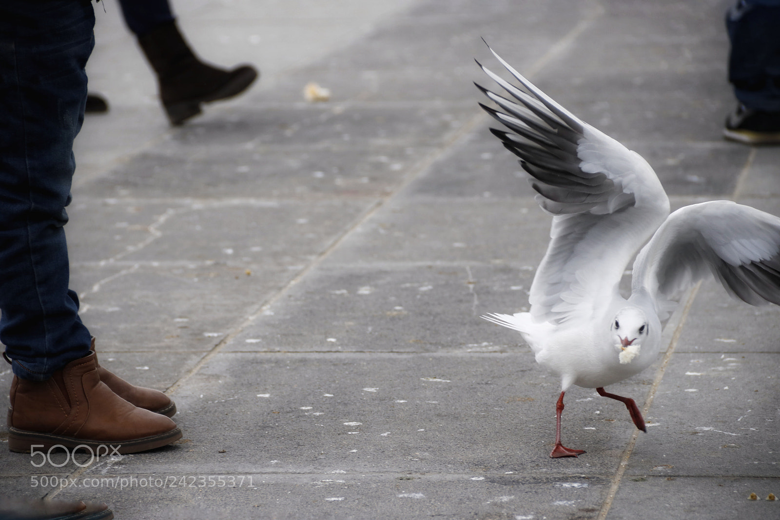 Canon EOS 760D (EOS Rebel T6s / EOS 8000D) sample photo. Mr. seagull tring leaving photography