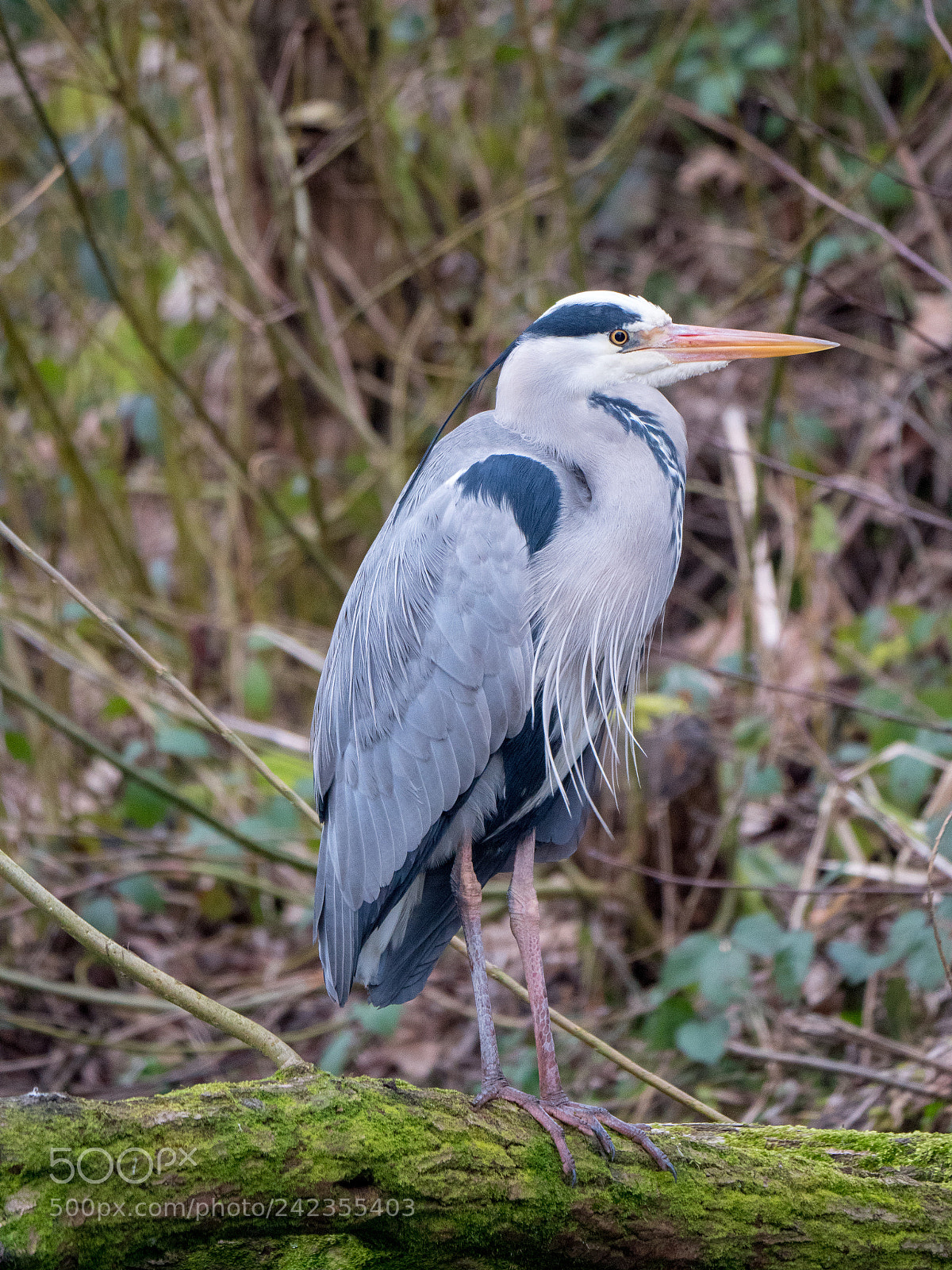 Panasonic Lumix DC-GH5 sample photo. Grey heron on a photography