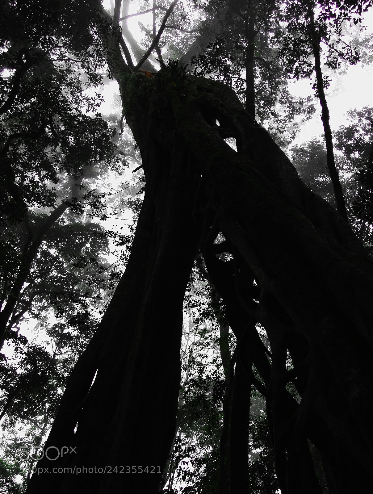 HUAWEI Honor 7 sample photo. A giant mysterious ficus photography